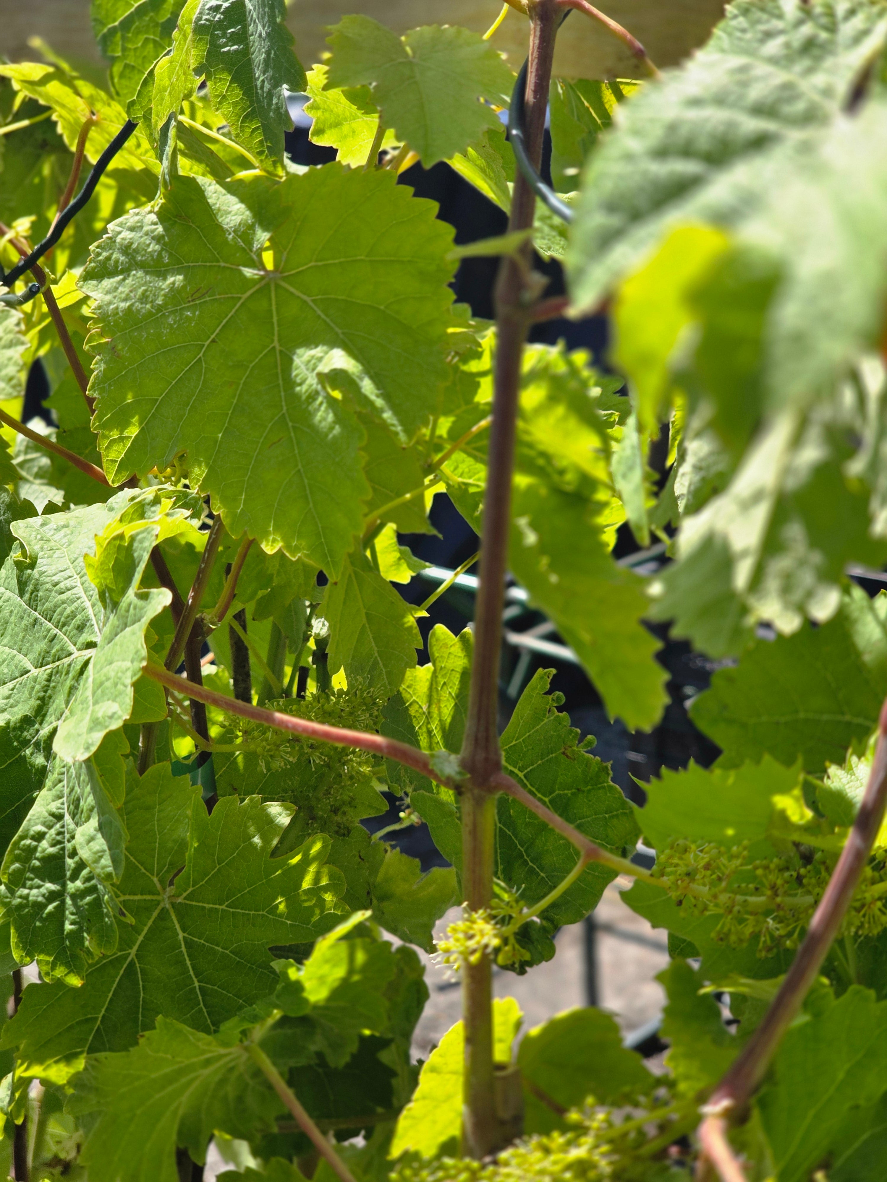 Weinrebe Dornfelder - Vitis 'Dornfelder'