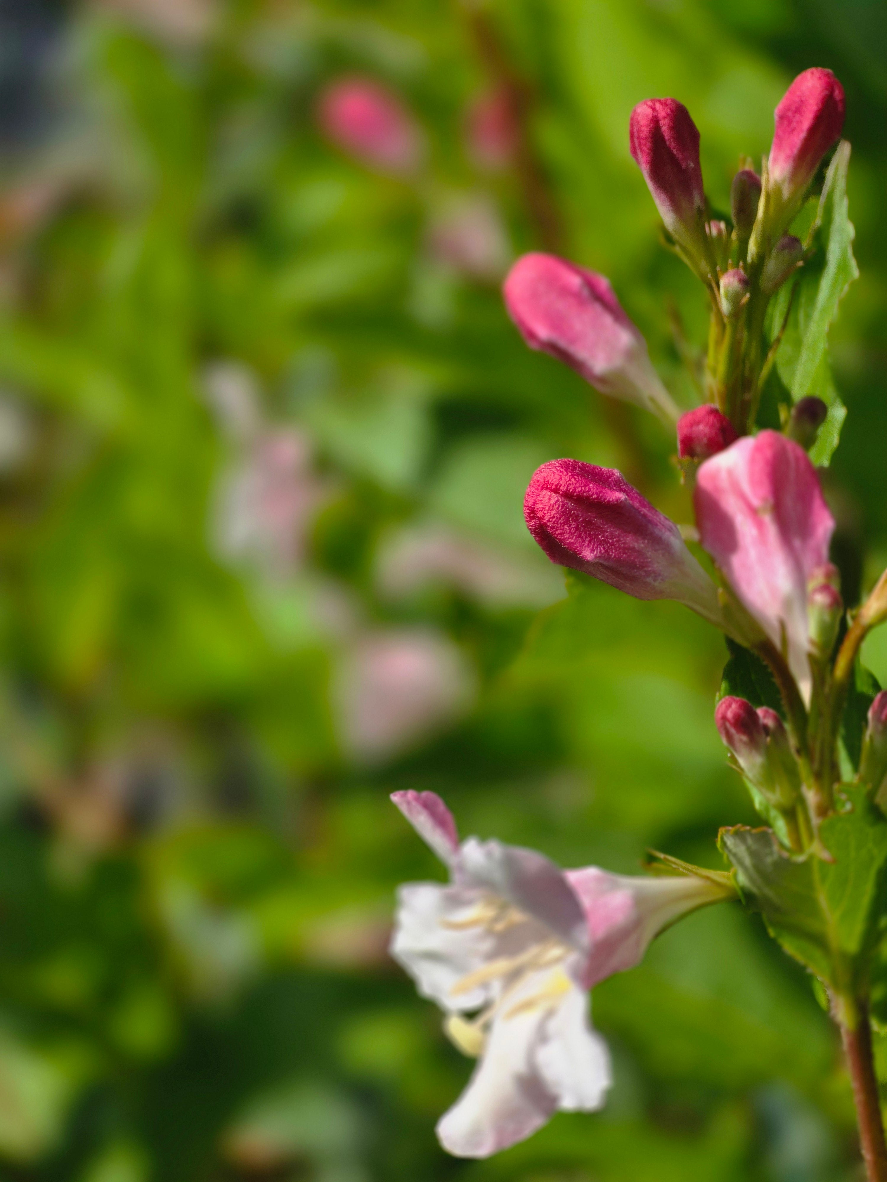 Rosa Weigelie - Weigela florida
