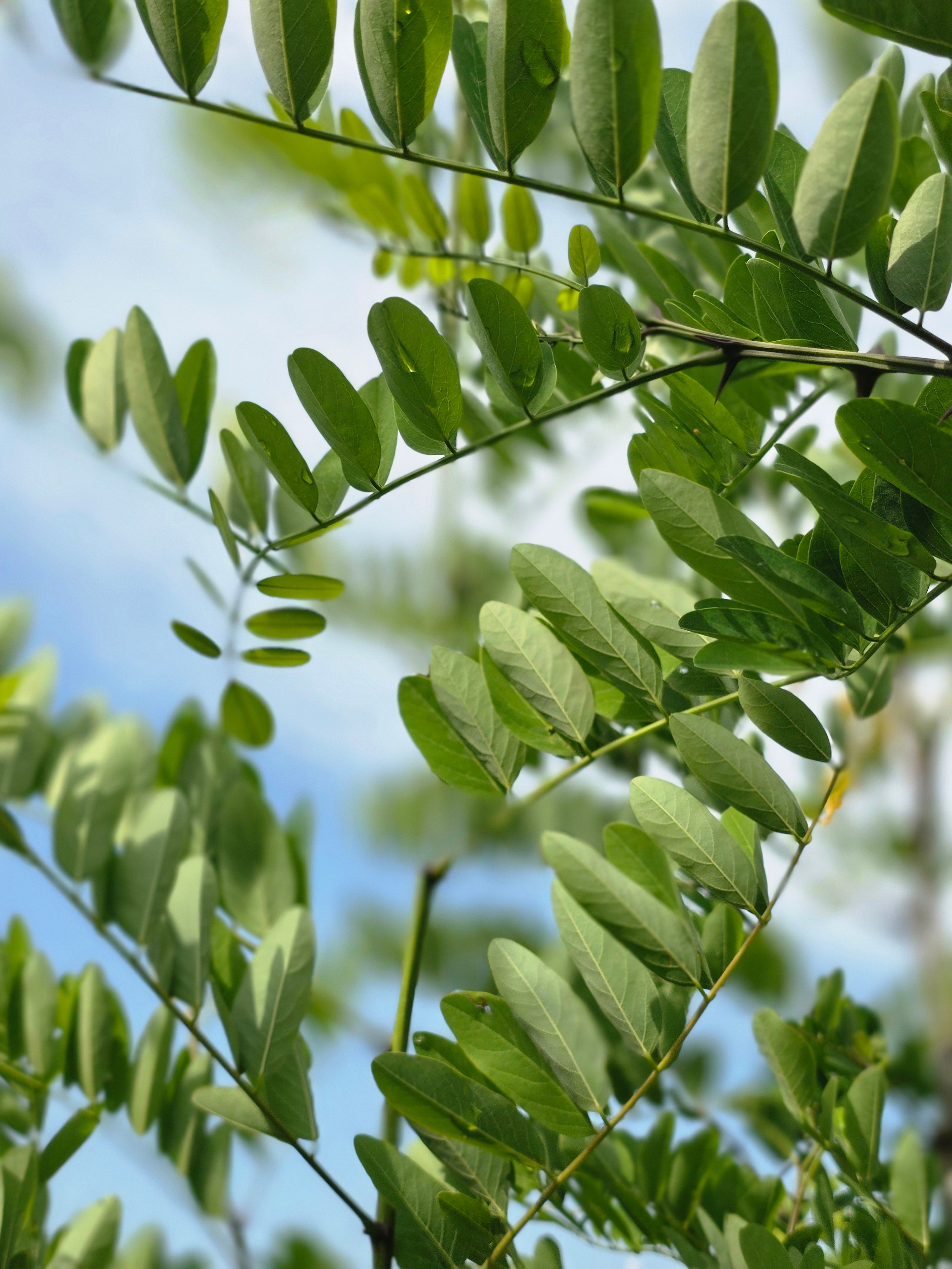 Goldakazie 'Frisia' - Robinia pseudoac.'Frisia'