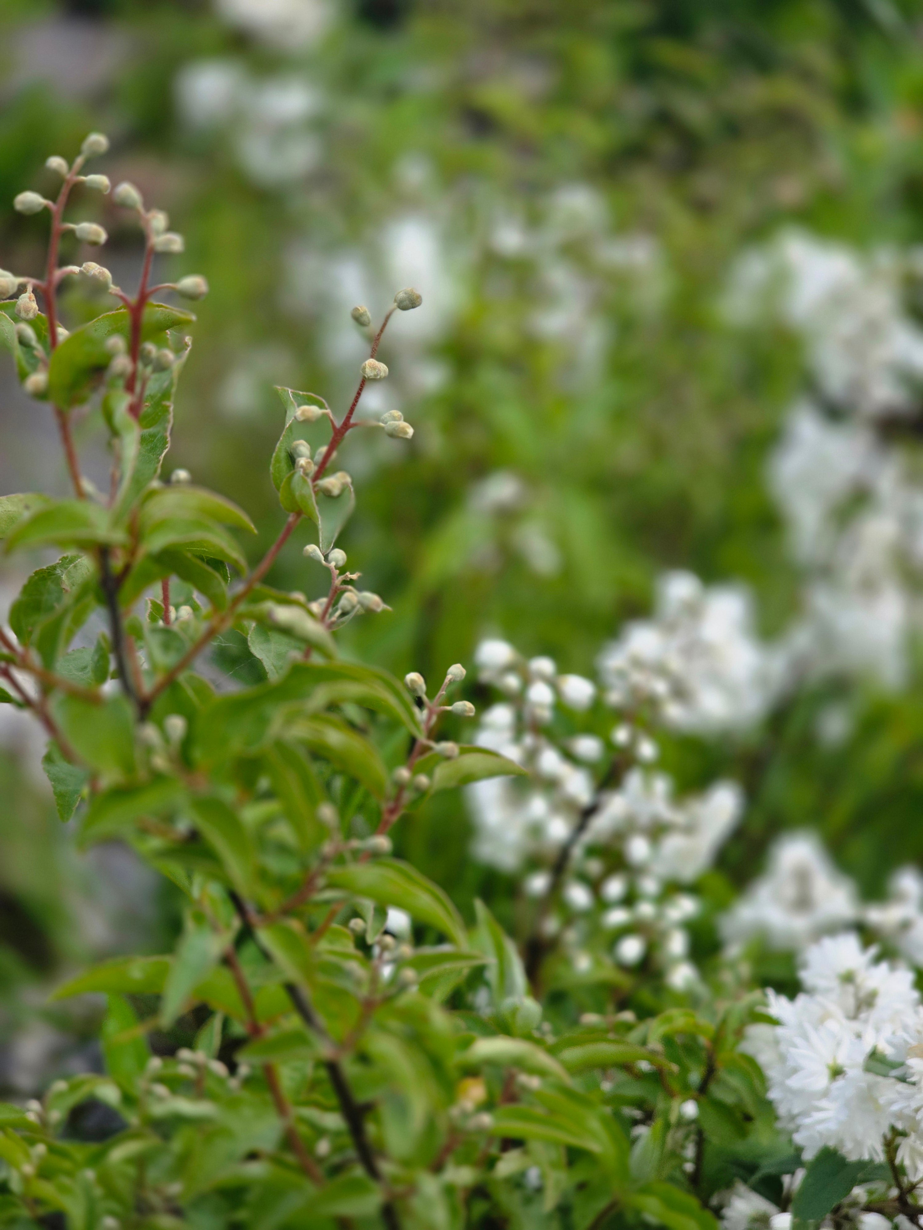 Gefüllter Sternchenstrauch 'Plena' - Deutzia scabra 'Plena'