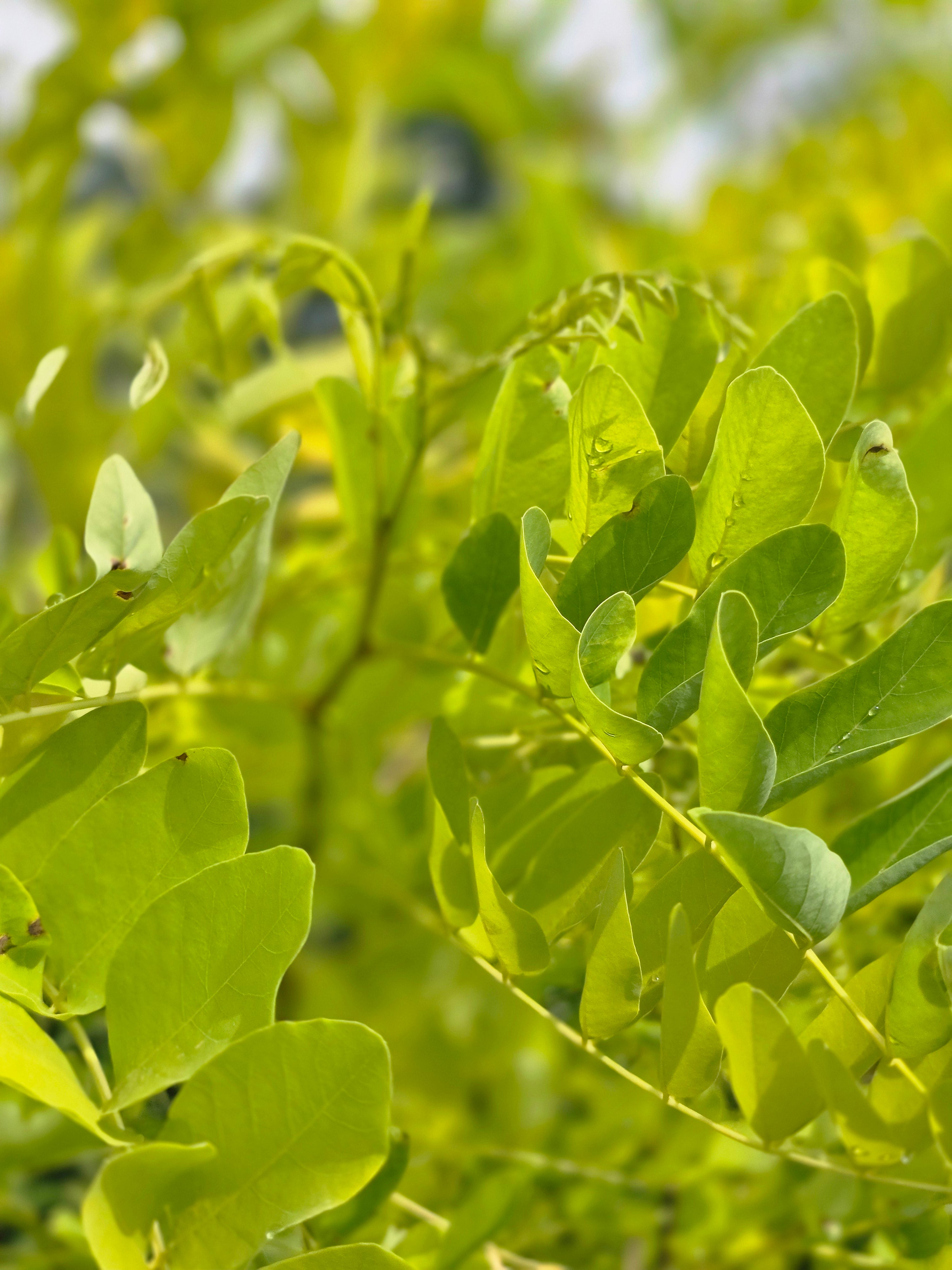 Goldakazie 'Frisia' - Robinia pseudoac.'Frisia'