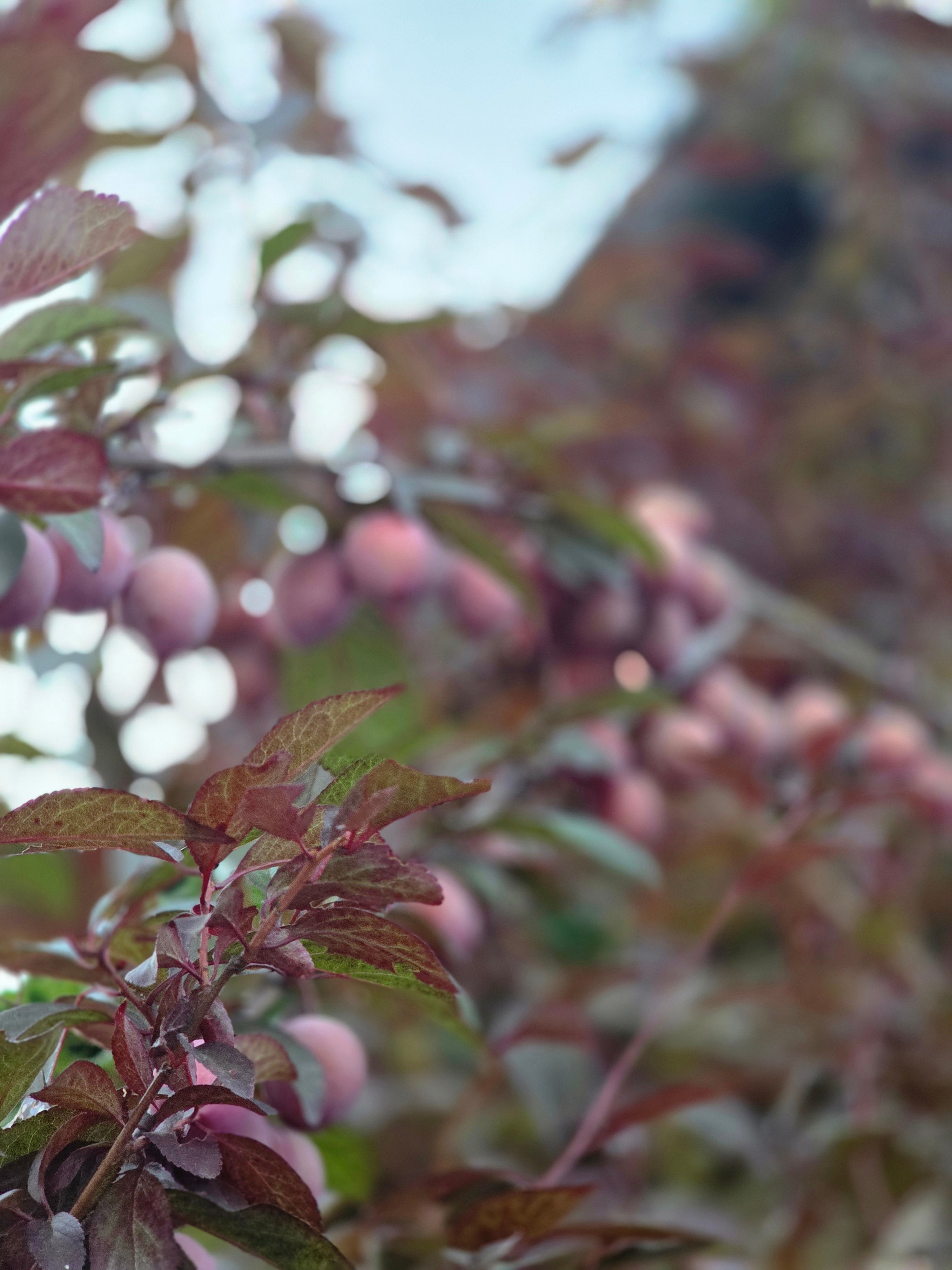 Blutpflaumenbaum / Blutpflaumenstamm - Prunus cerasifera 'Nigra' CAC