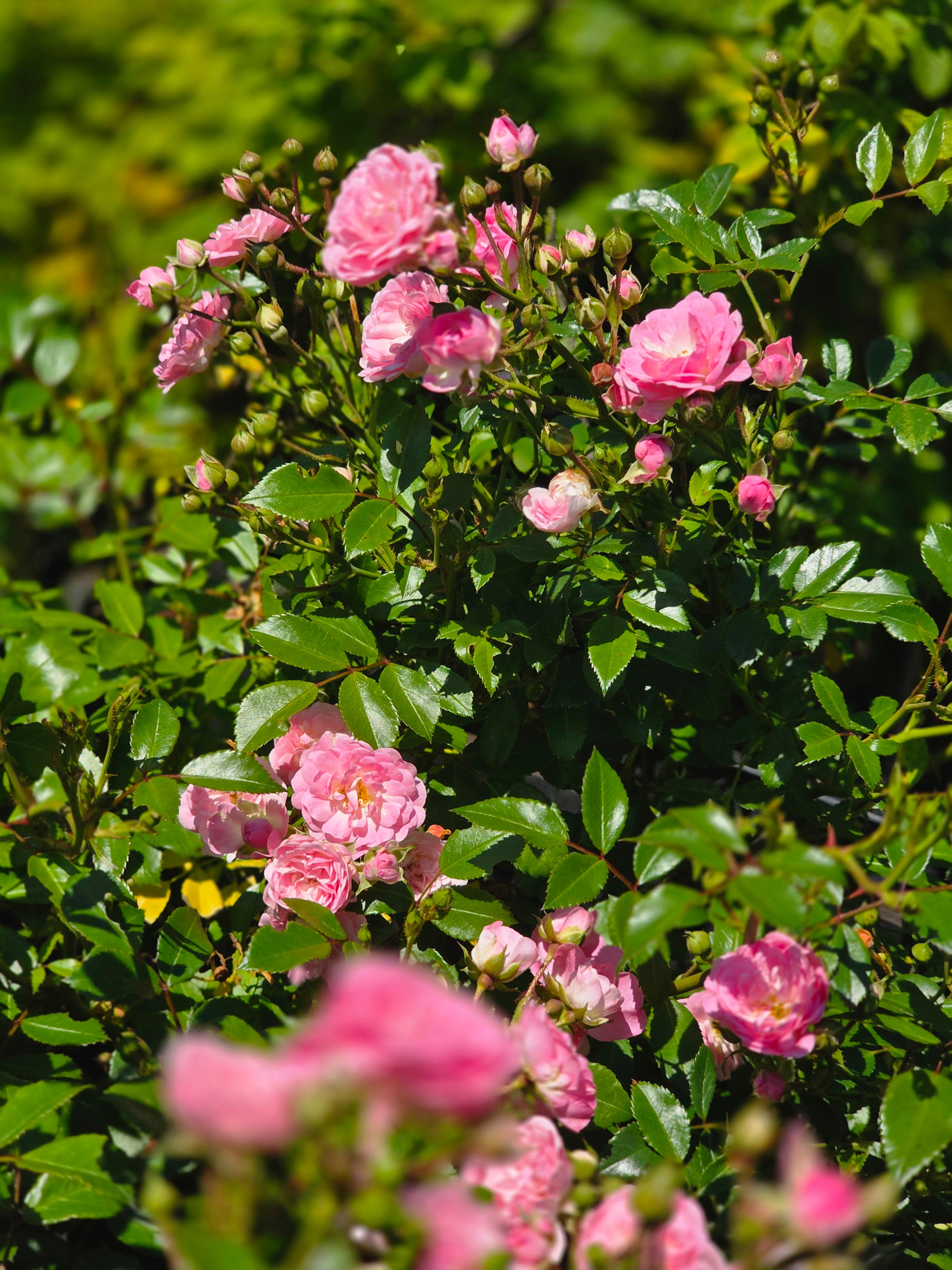 Englische Bodendeckende Rose 'The Fairy' - Rosa 'The Fairy' BDR