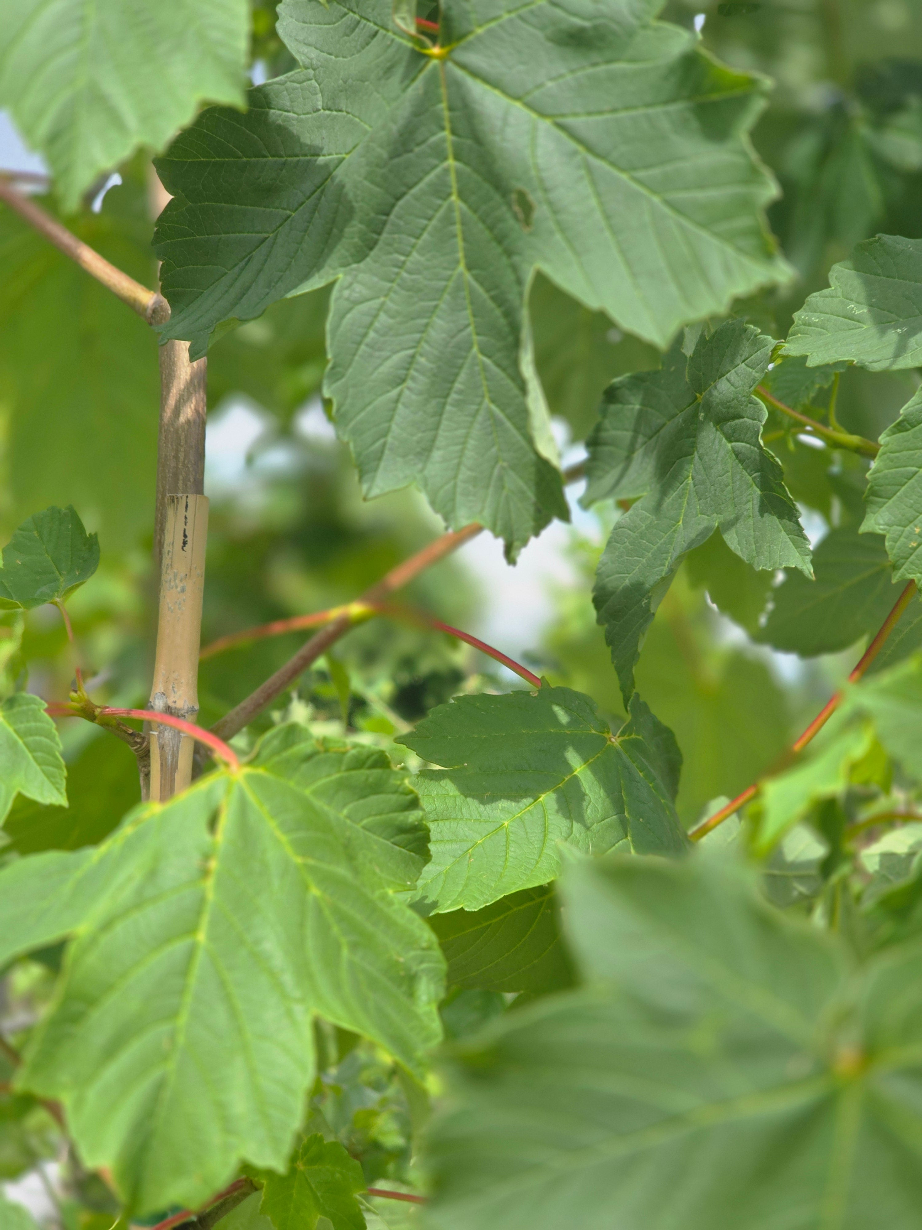Bergahorn - Acer pseudoplatanus