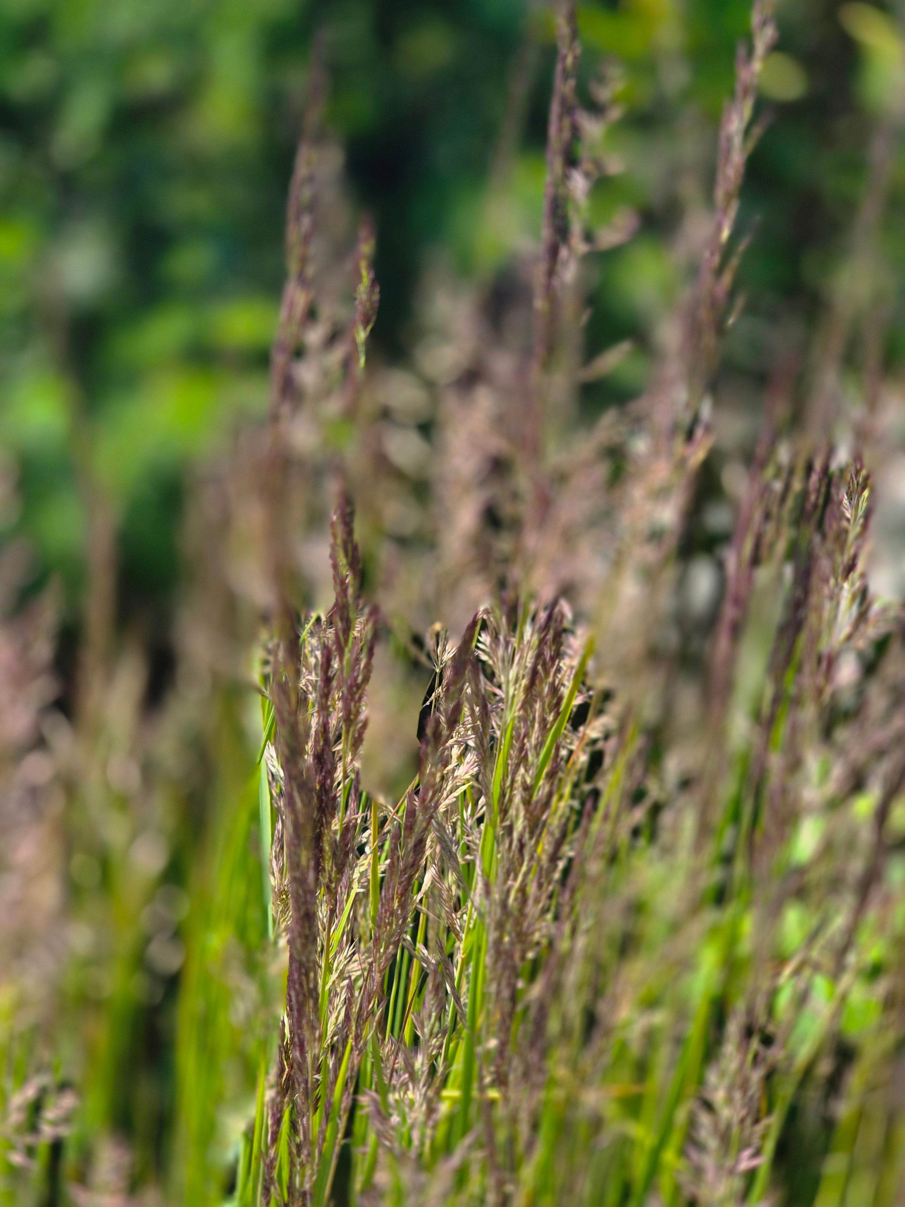 Garten-Reitgras  Karl Foerster - Calamagrostis x acutiflora 'Karl Foerster'