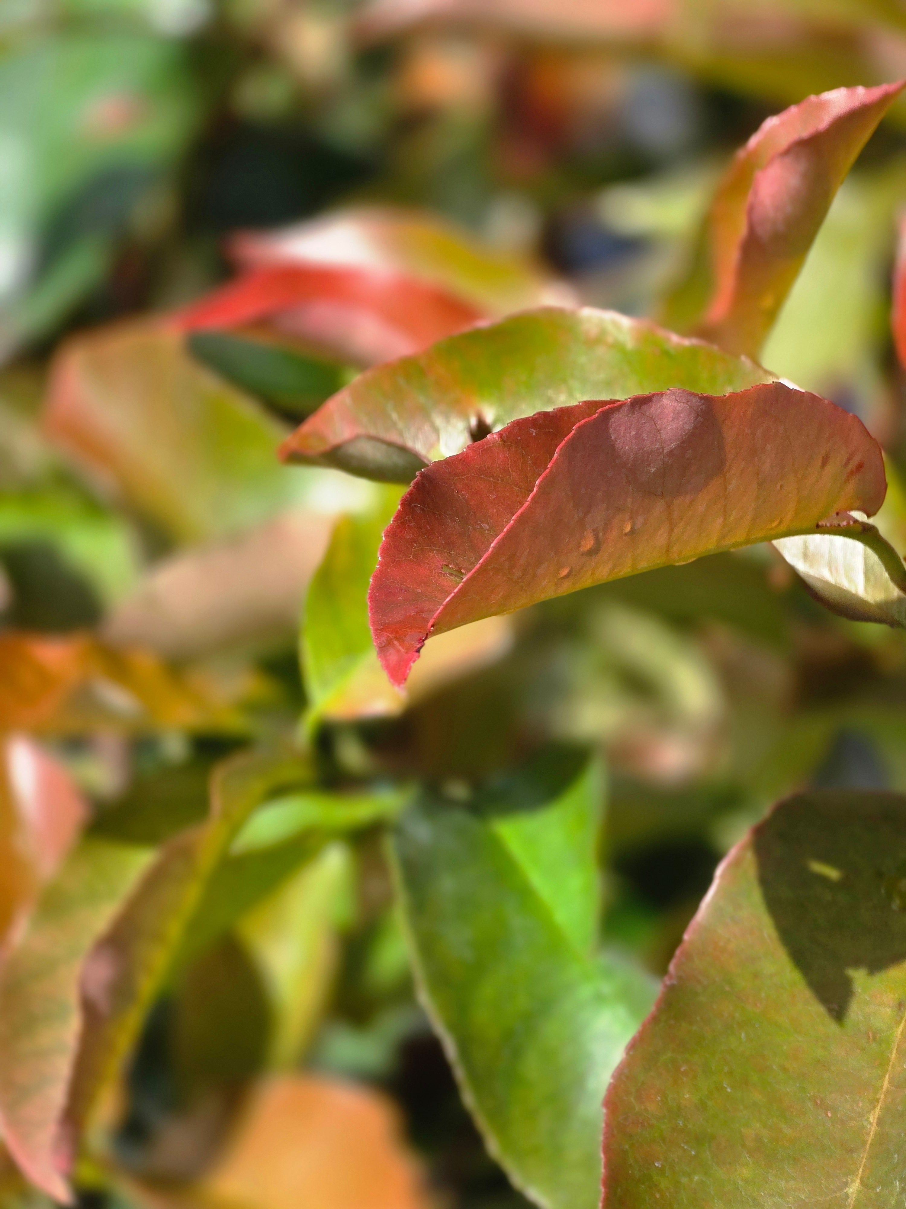 Glanzmispel 'Red Robin' - Photinia fraseri 'Red Robin'