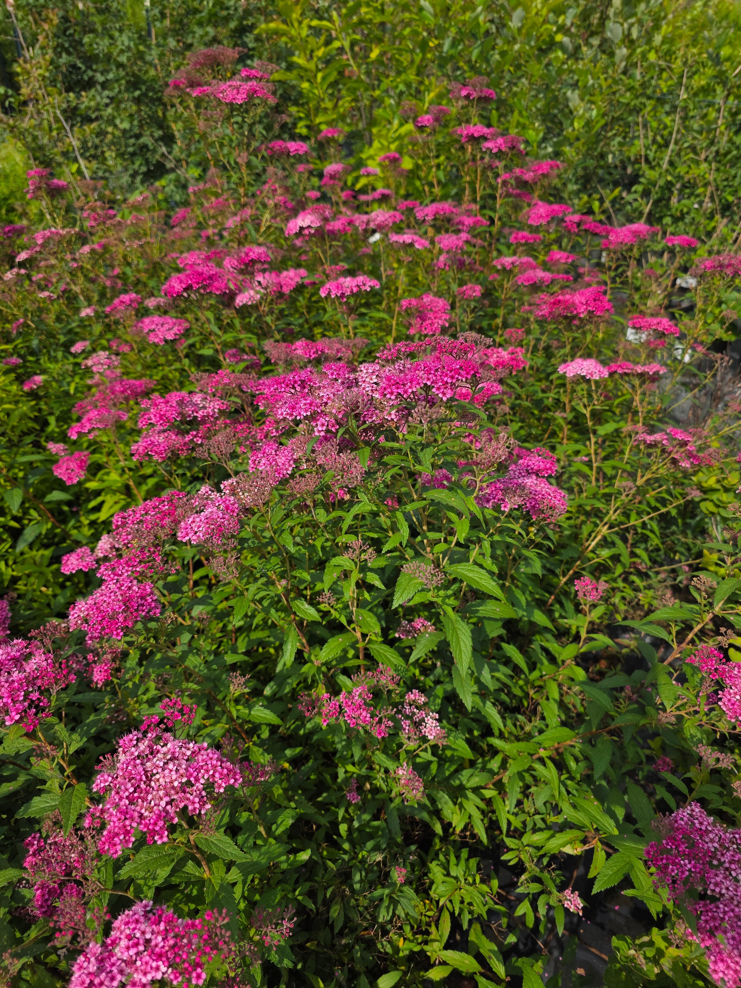 Rote Sommerspiere Anthony Waterer - Spiraea japonica 'Anthony Waterer'