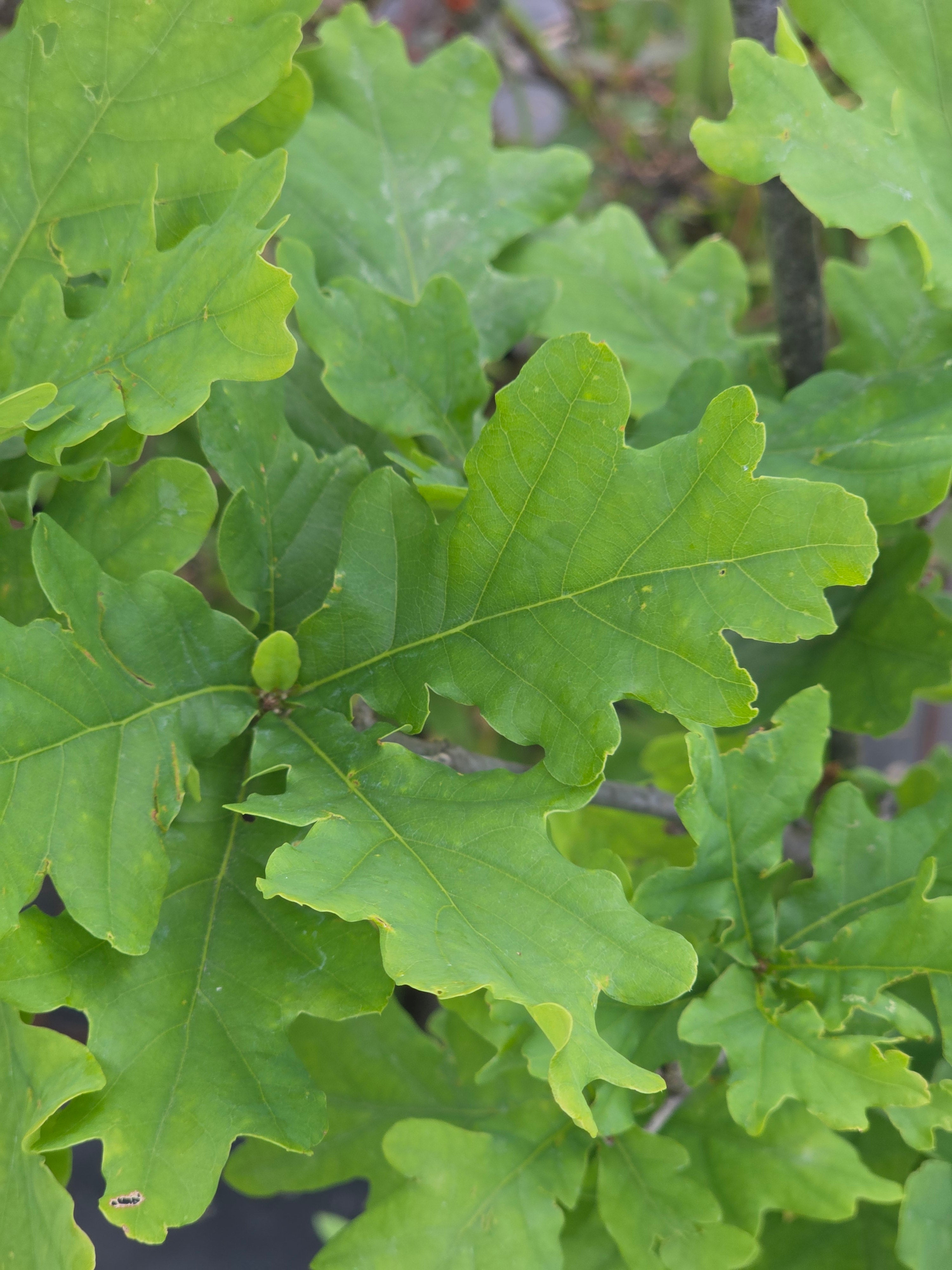 Trauben-Eiche - Quercus petraea