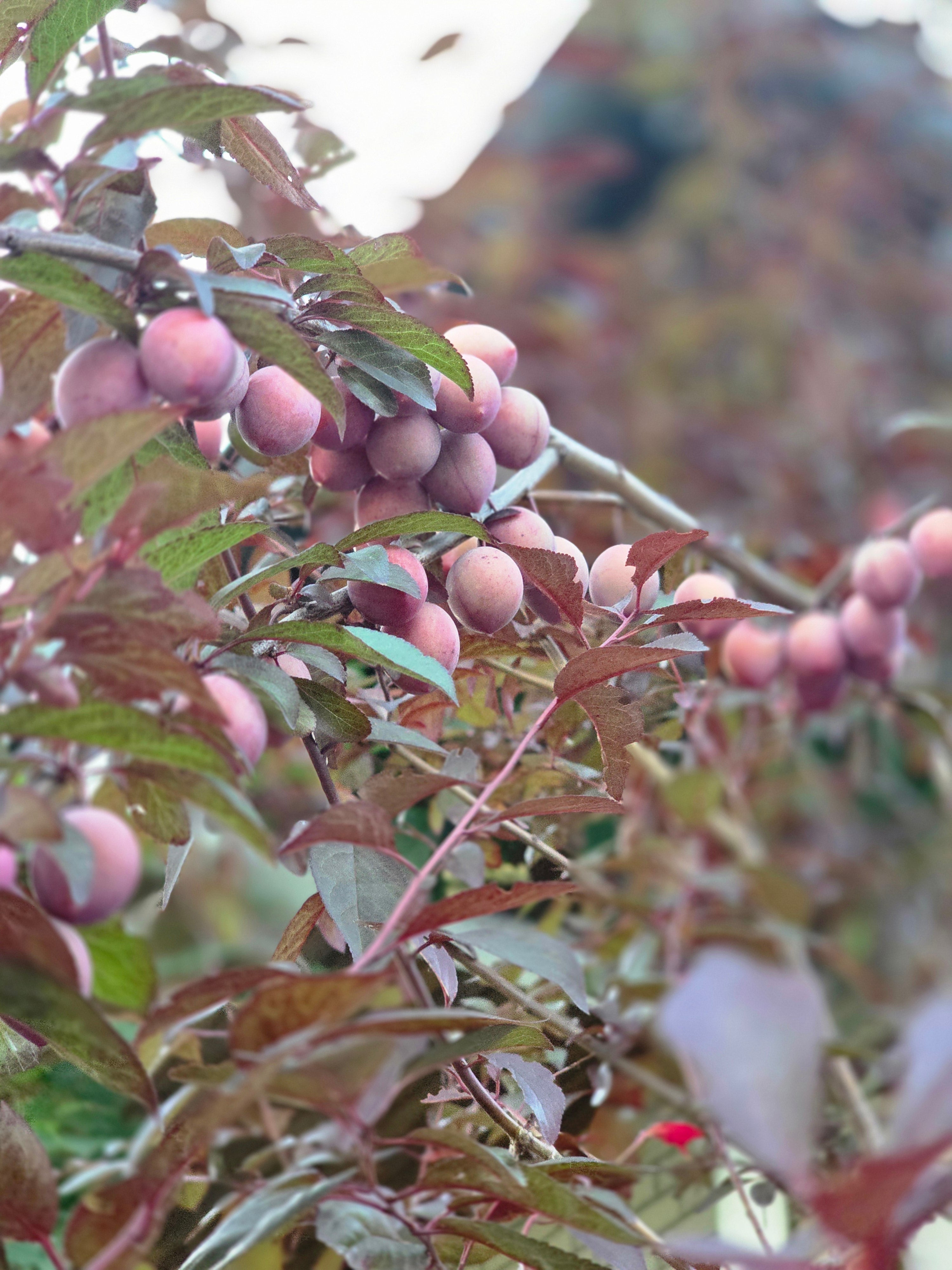 Blutpflaumenbaum / Blutpflaumenstamm - Prunus cerasifera 'Nigra' CAC