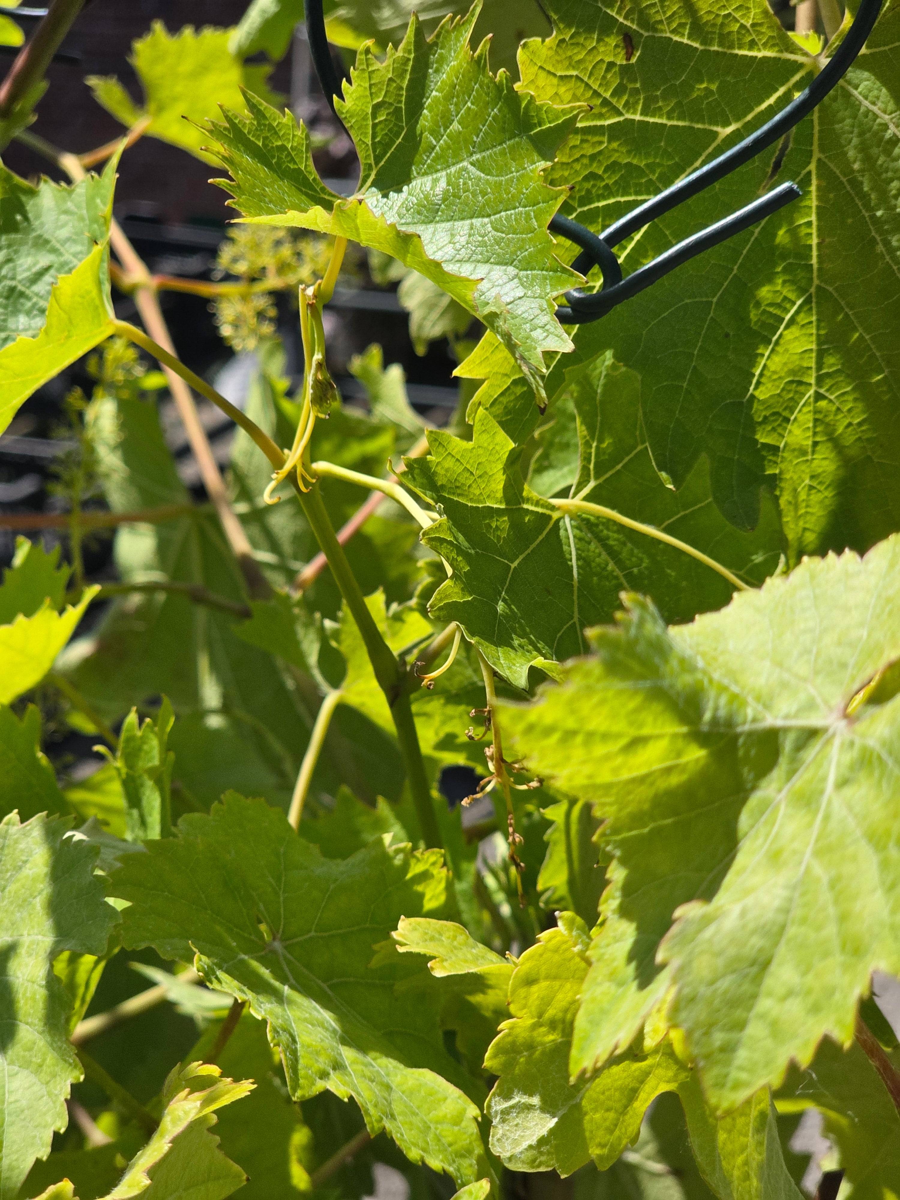 Weintraube 'Schwarzriesling' - Vitis 'Schwarzriesling'