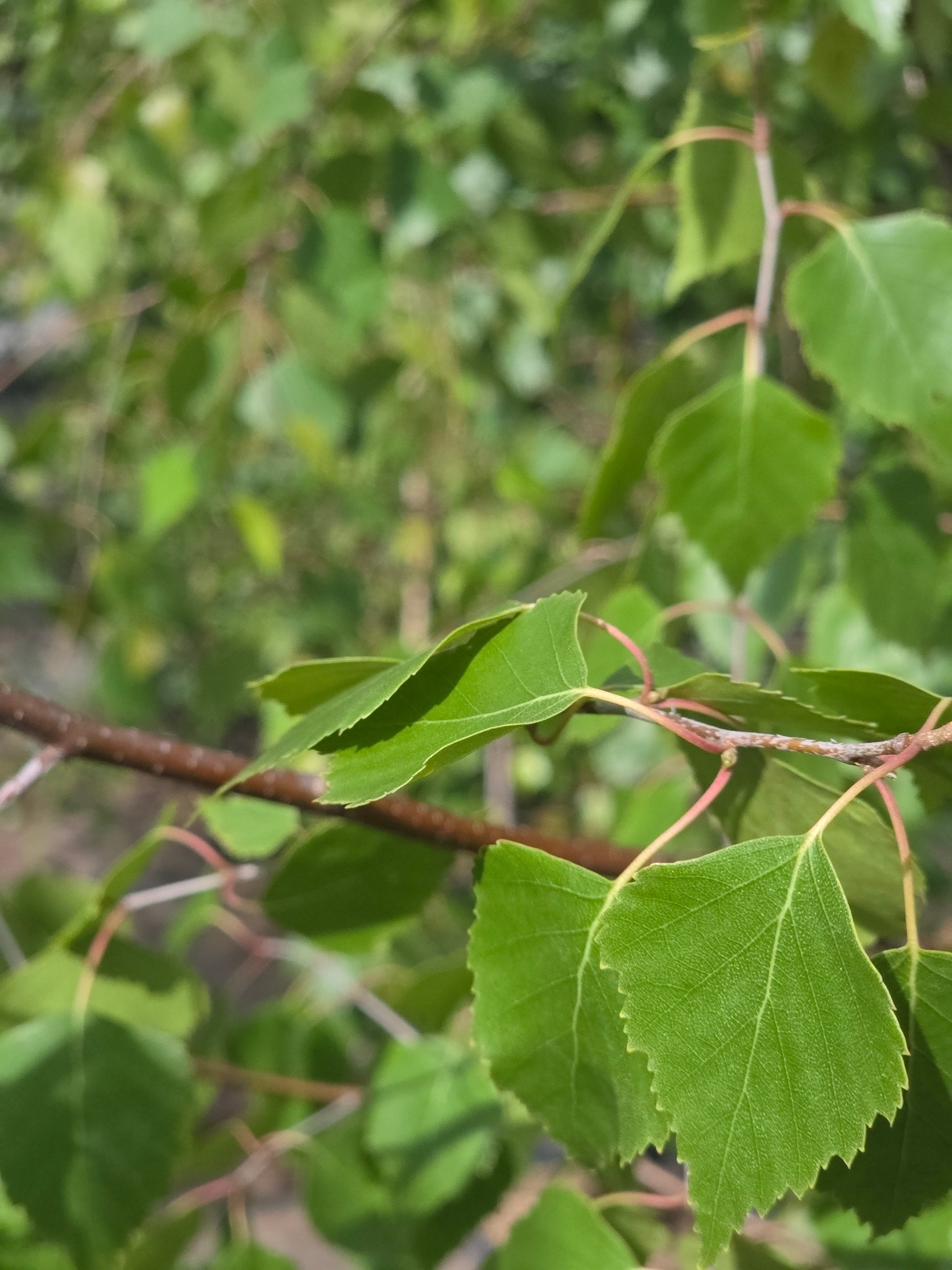 Trauerbirke - Betula pendula 'Youngii'