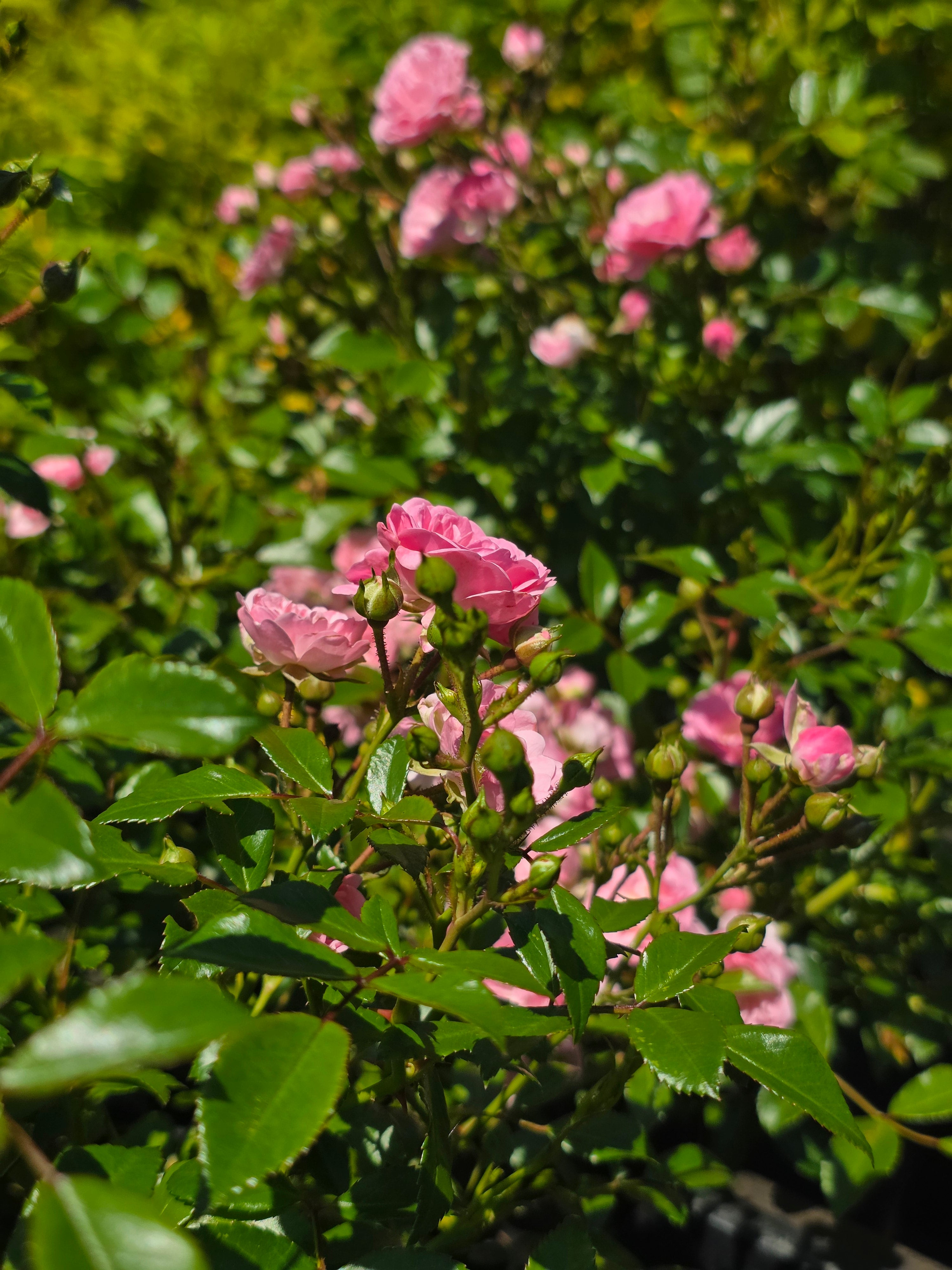 Englische Bodendeckende Rose 'The Fairy' - Rosa 'The Fairy' BDR