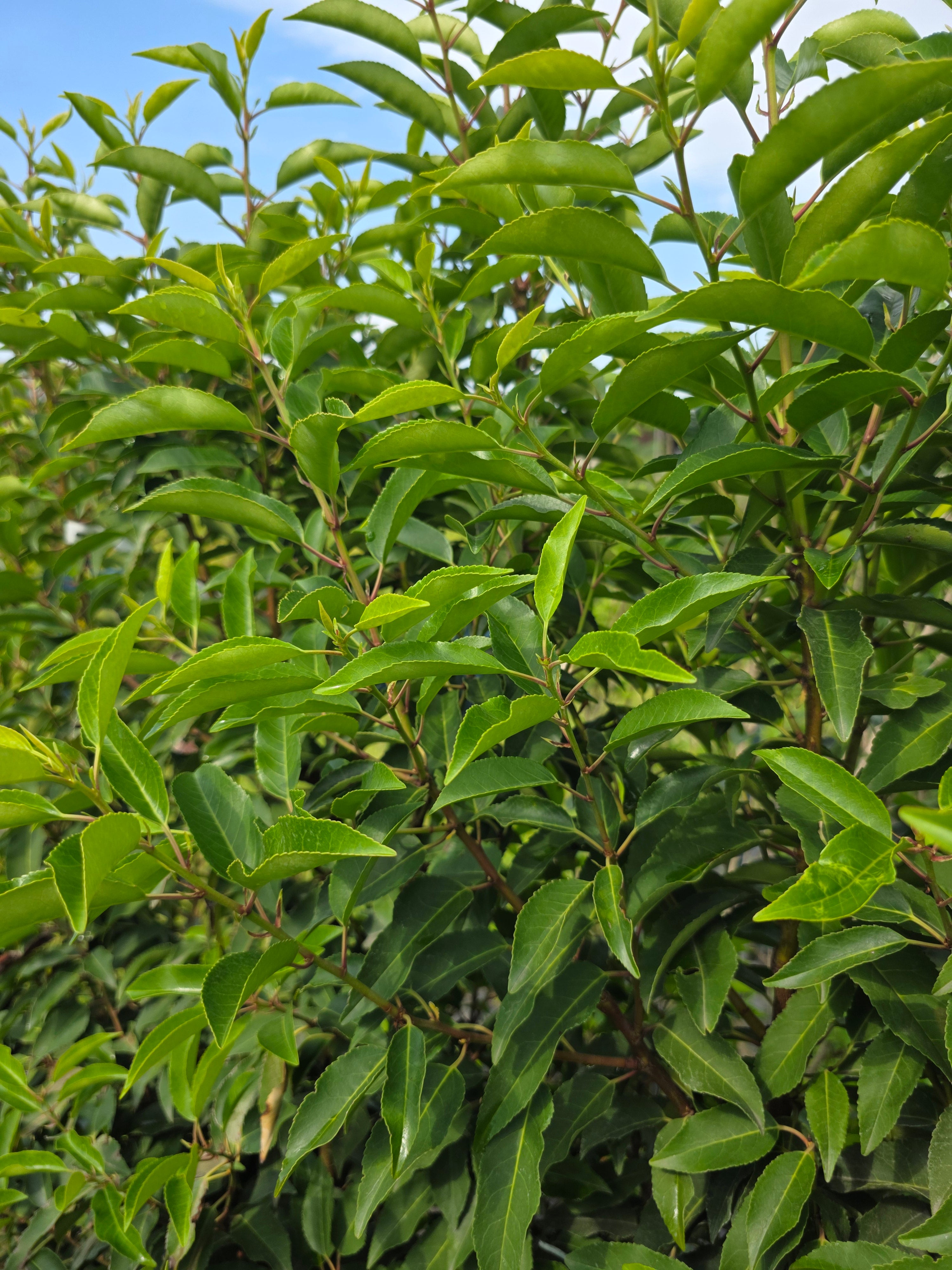 Portugiesischer Kirschloorbeer / Portugiesische Lorbeerkirsche - Prunus lusitanica