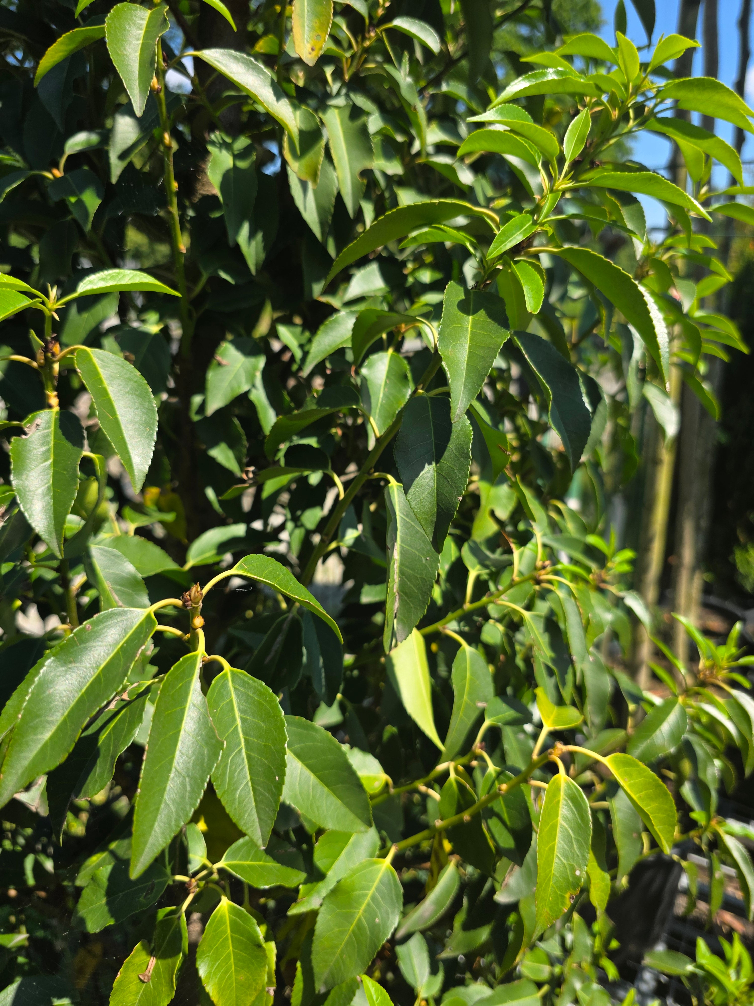 Portug.Lorbeerkirsche 'Angustifolia' - Prunus lusitanica 'Angustifolia'