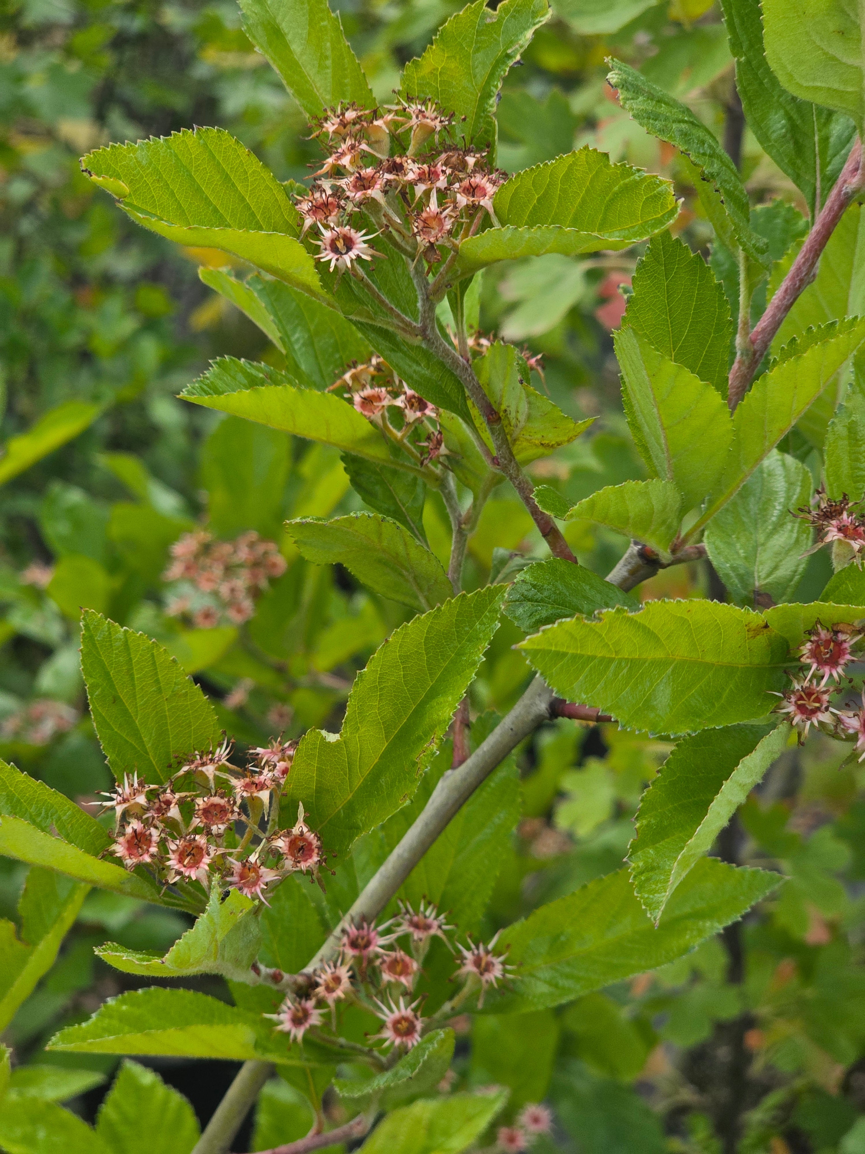 Apfeldorn - Crataegus lavallei 'Carrierei'