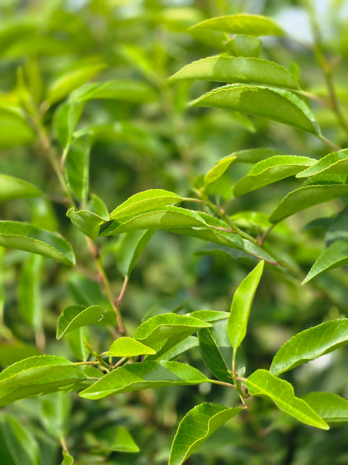 Portugiesischer Kirschloorbeer / Portugiesische Lorbeerkirsche - Prunus lusitanica