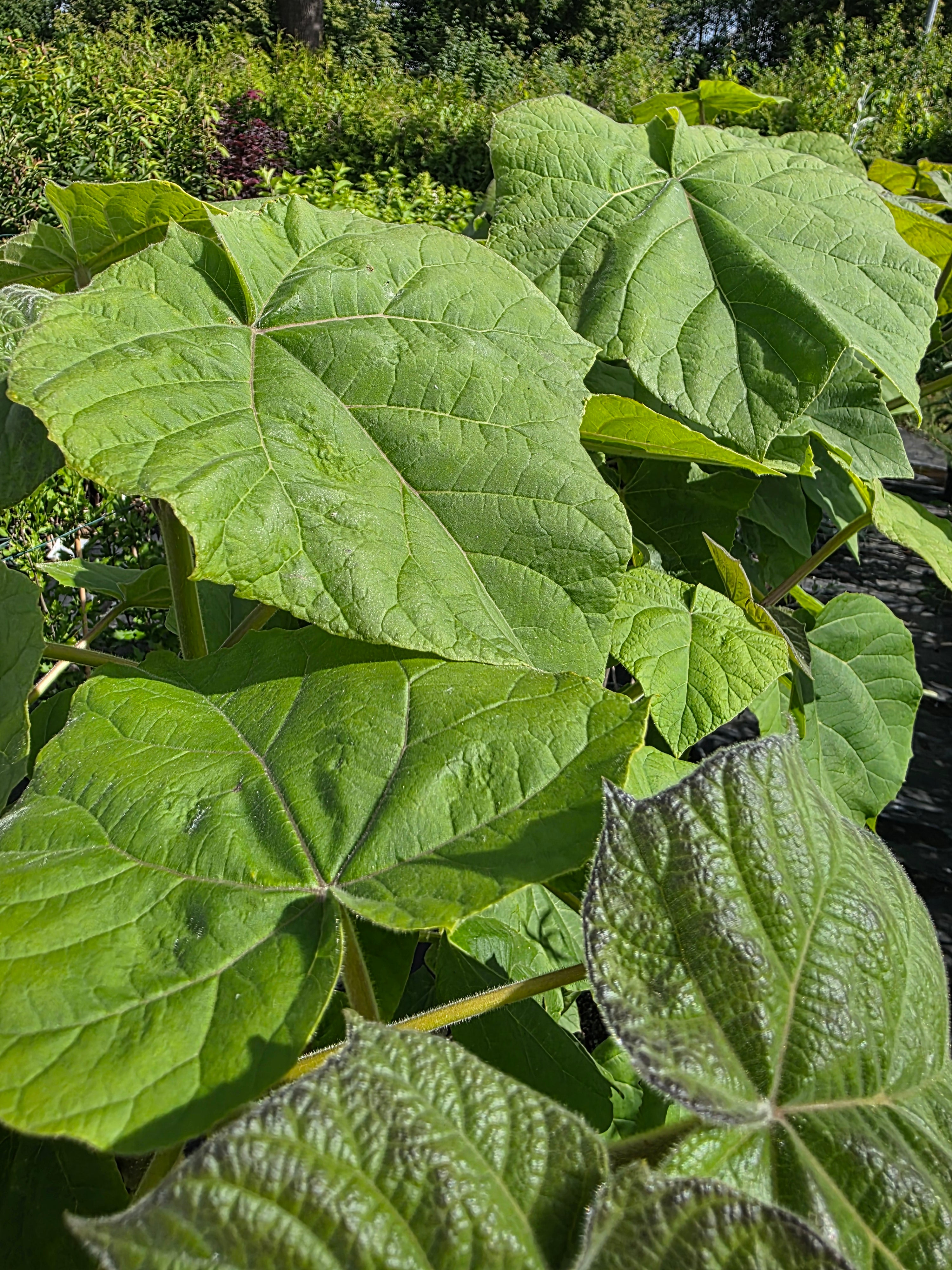 Blauglockenbaum - Paulownia tomentosa