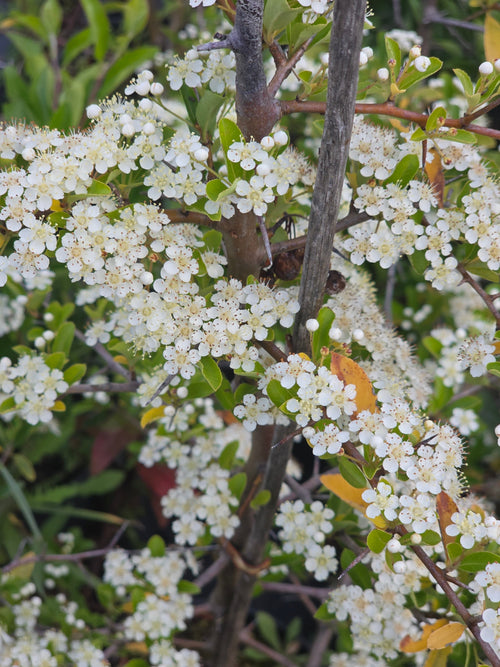 Feuerdorn 'Red Column' - Pyracantha 'Red Column'
