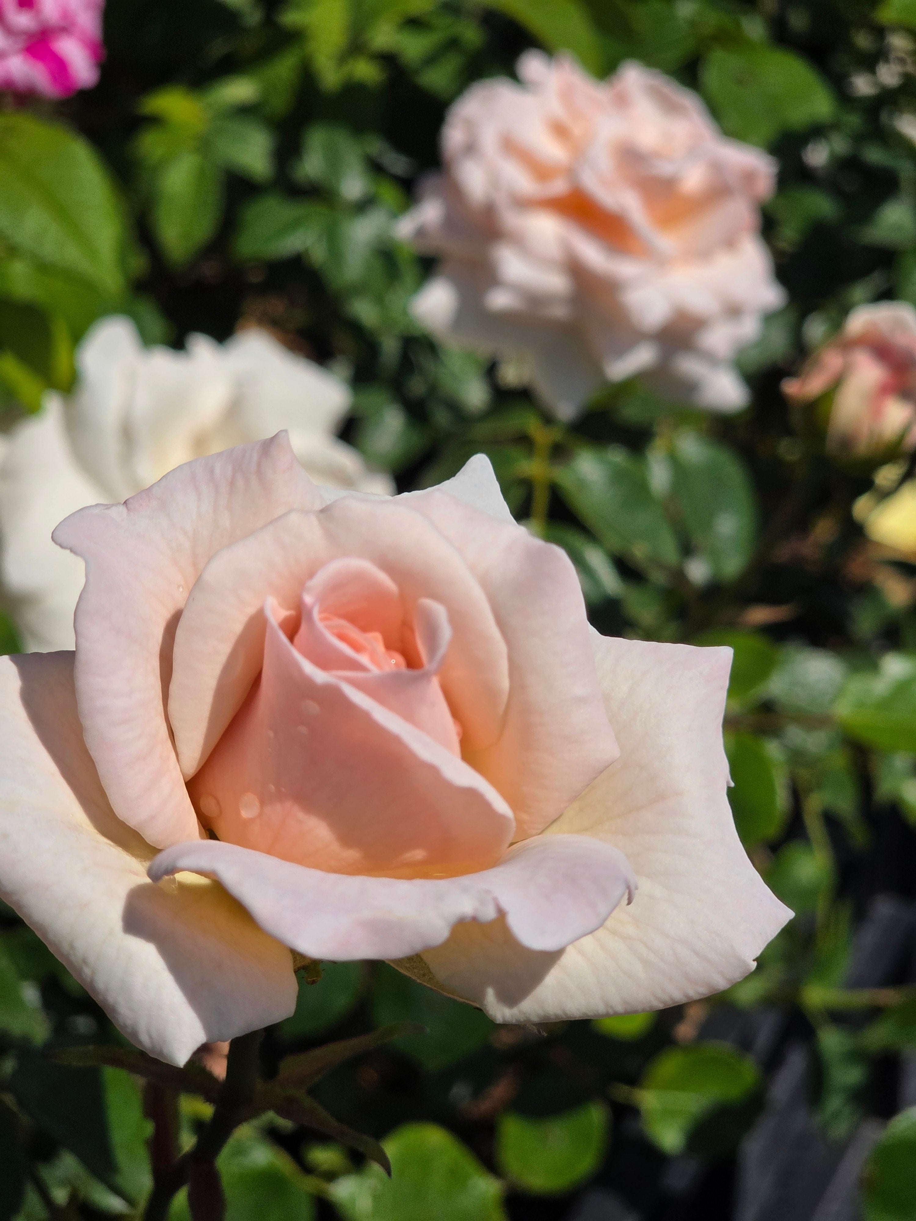 Kletterrose 'Penny Lane' ® - Rosa 'Penny Lane' ® KL