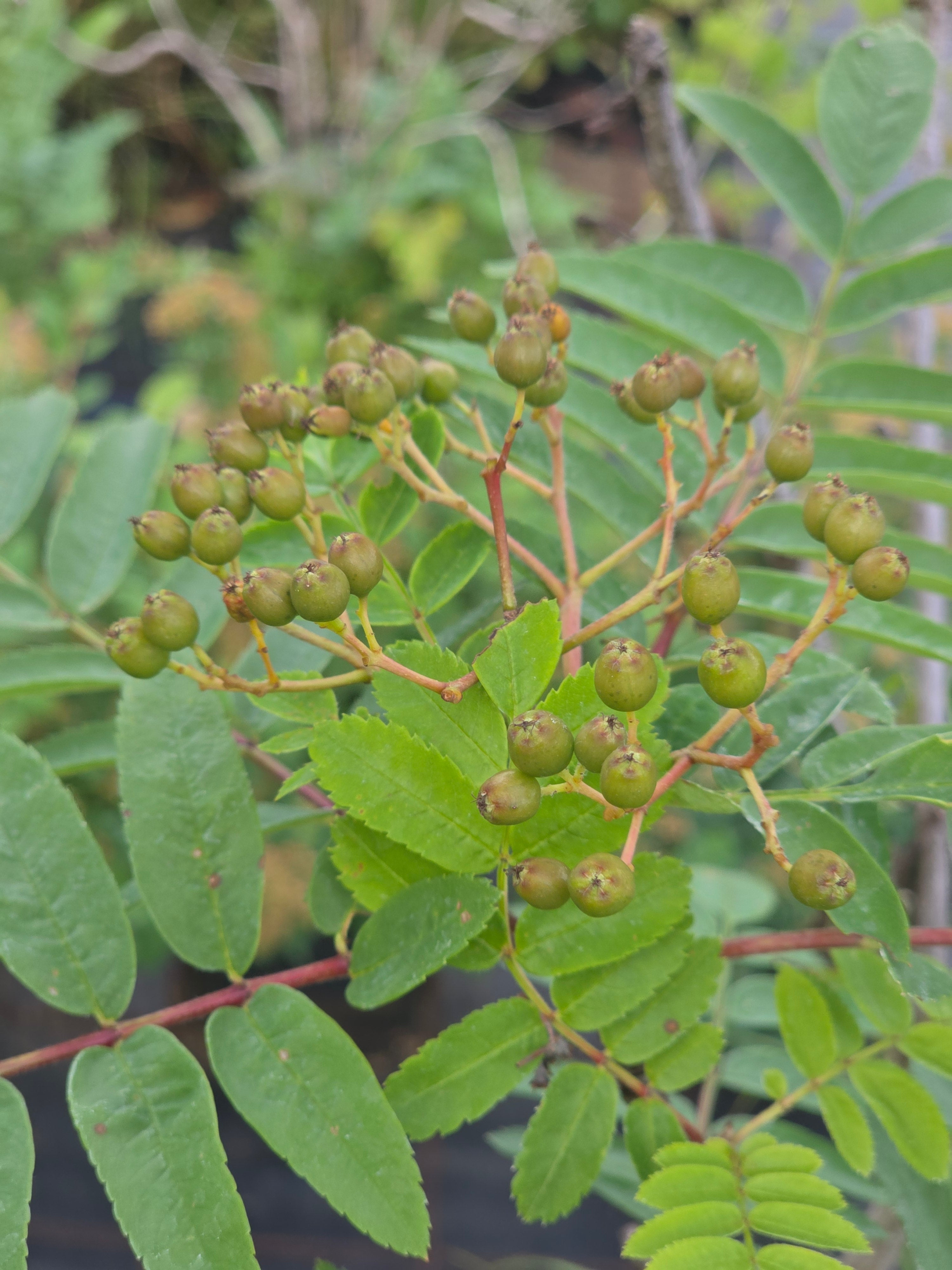 Pyramiden-Eberesche - Sorbus aucuparia 'Fastigiata'