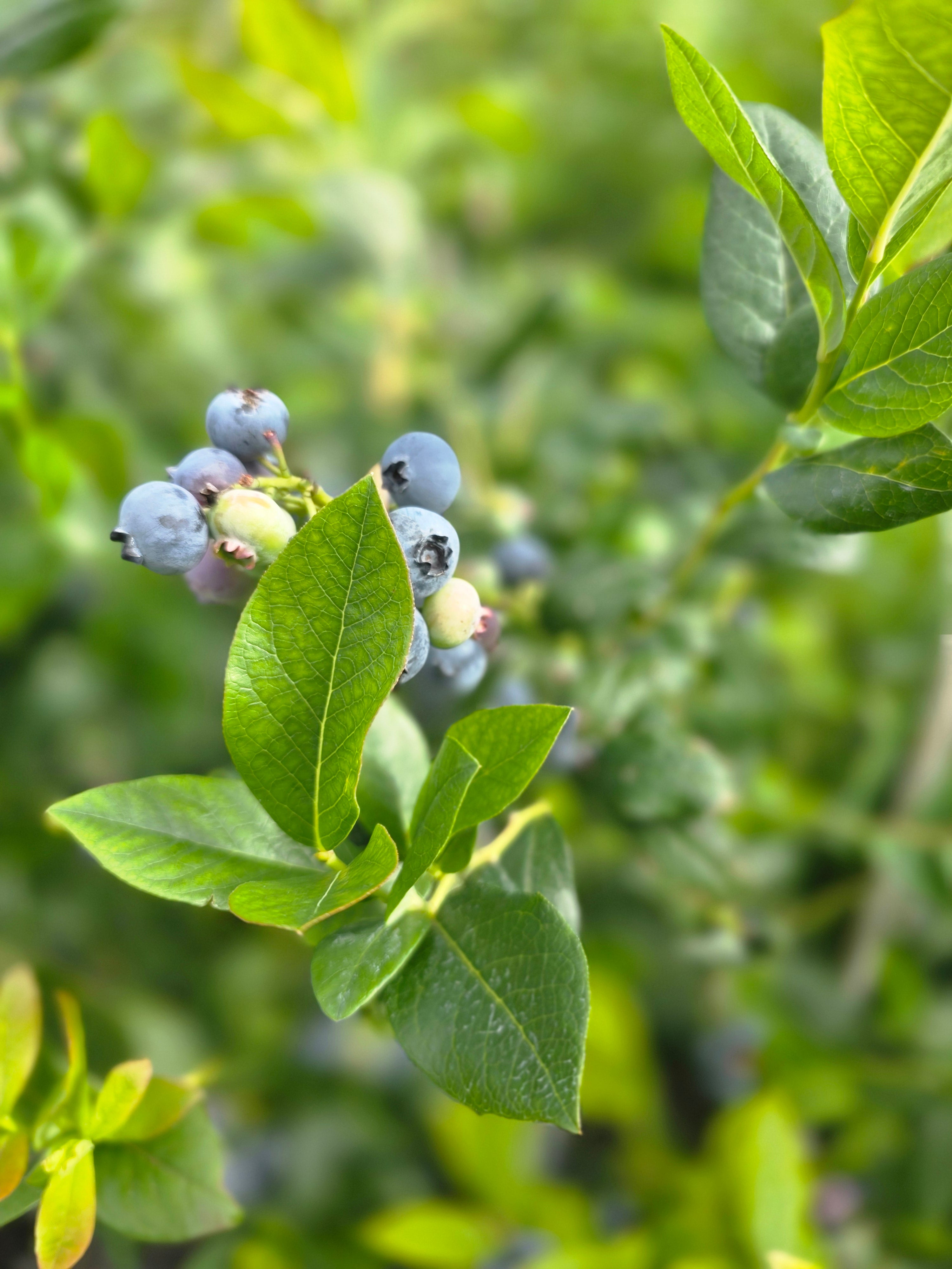 Kulturheidelbeere 'Hardyblue' - Vaccinium corymb.'Hardyblue'