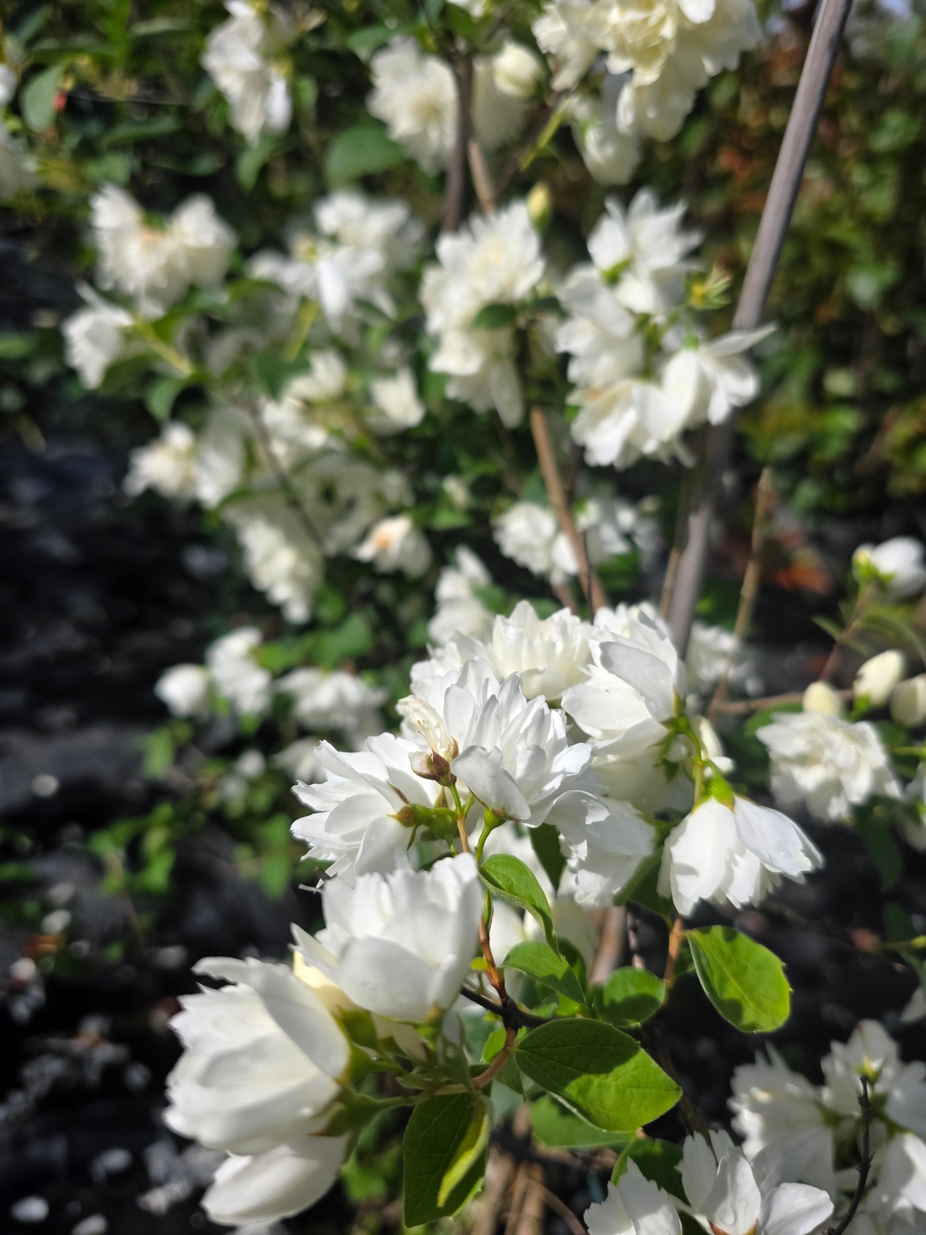 Gefüllter Gartenjasmin 'Schneesturm' - Philadelphus 'Schneesturm'