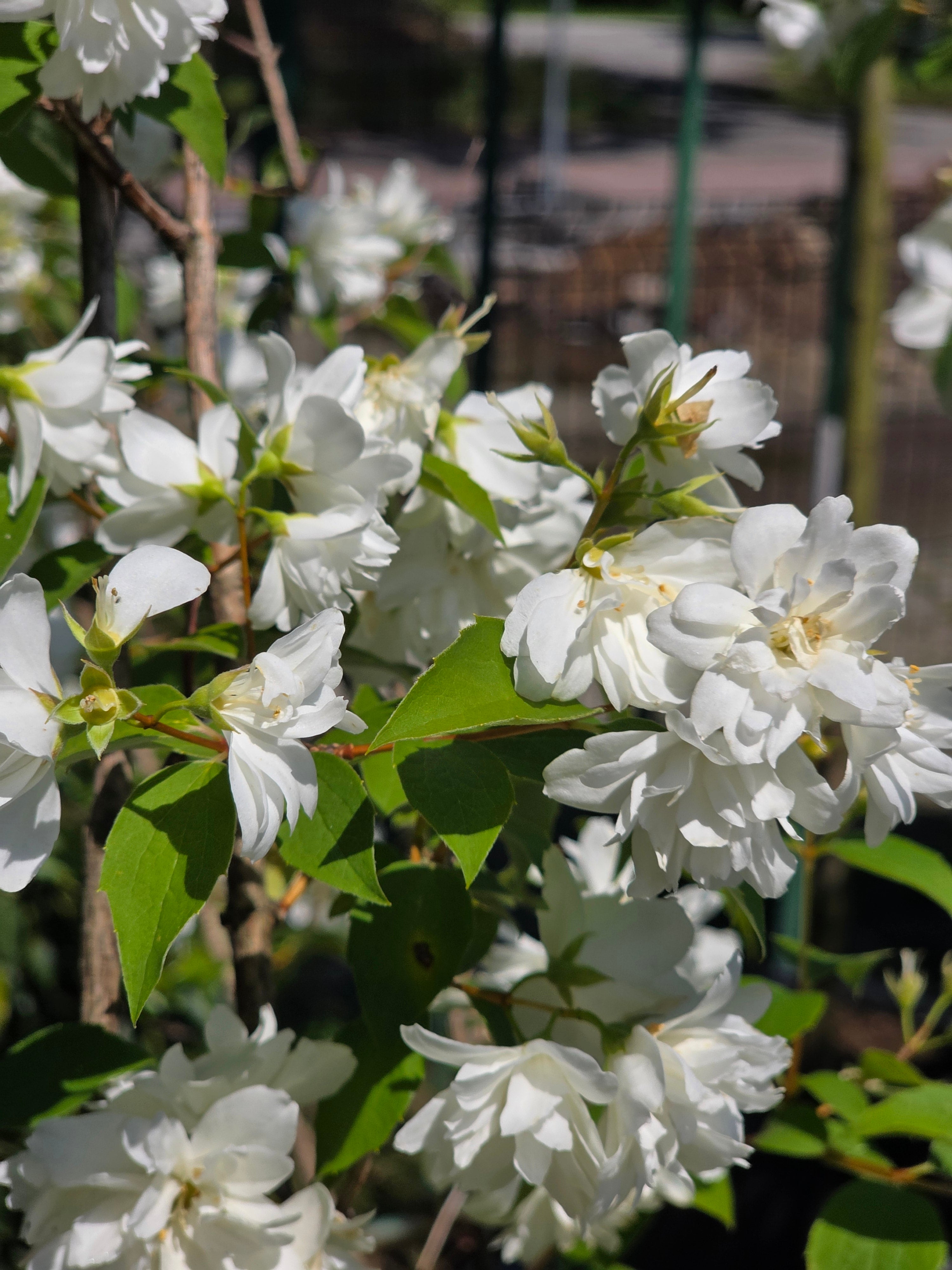 Gefüllter Gartenjasmin - Philadelphus 'Virginal'