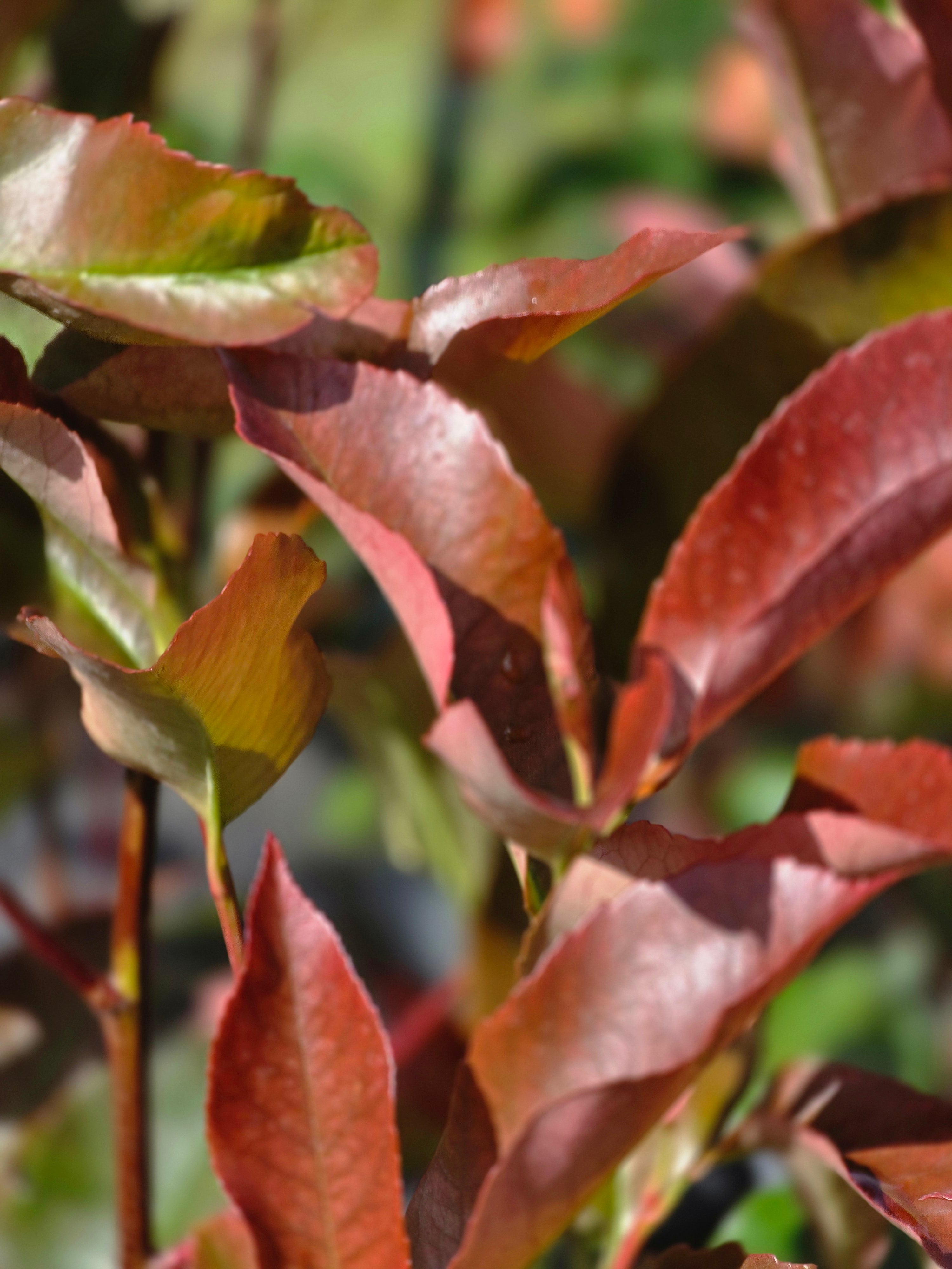 Glanzmispel 'Red Robin' - Photinia fraseri 'Red Robin'