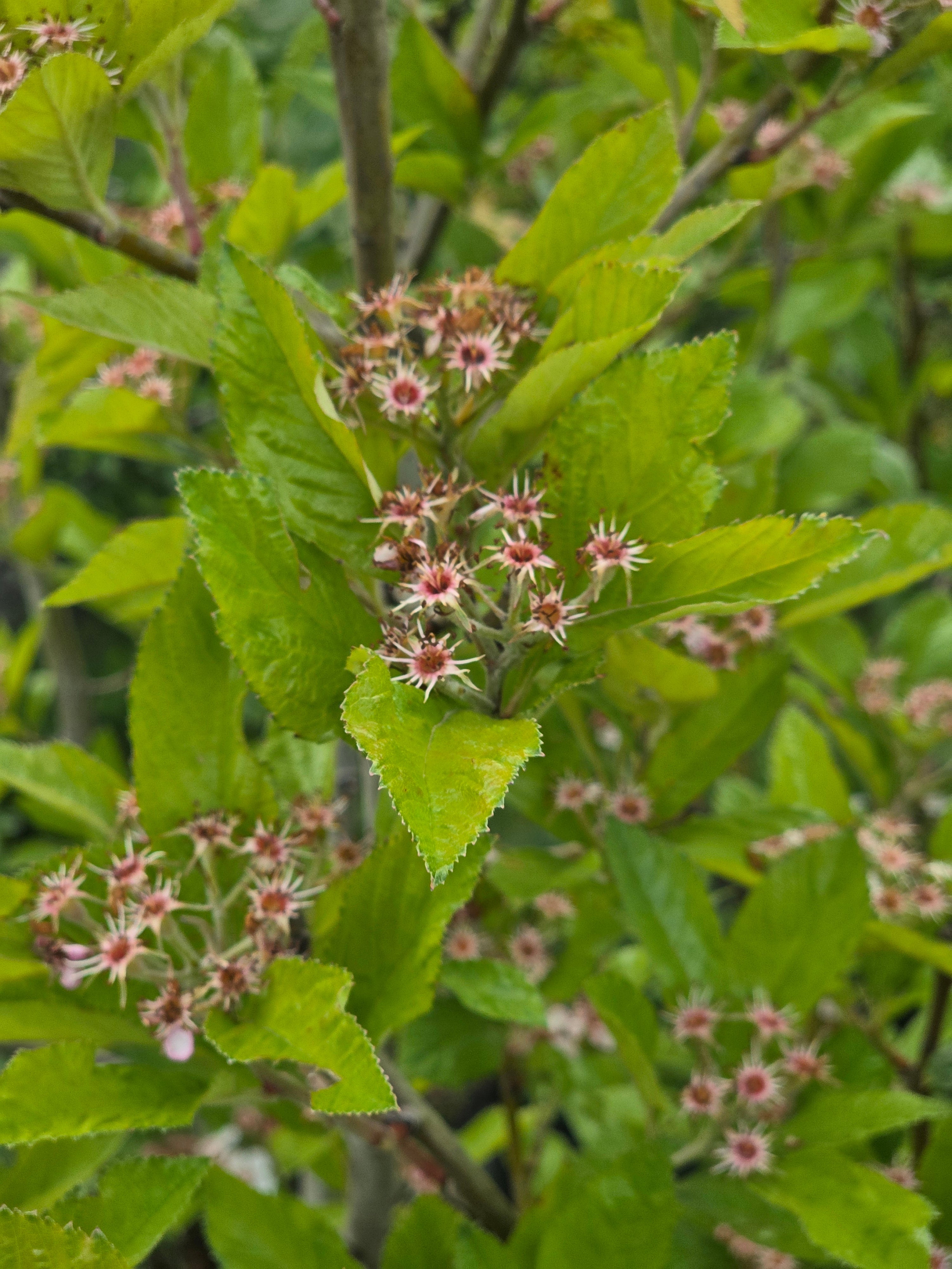 Apfeldorn - Crataegus lavallei 'Carrierei'