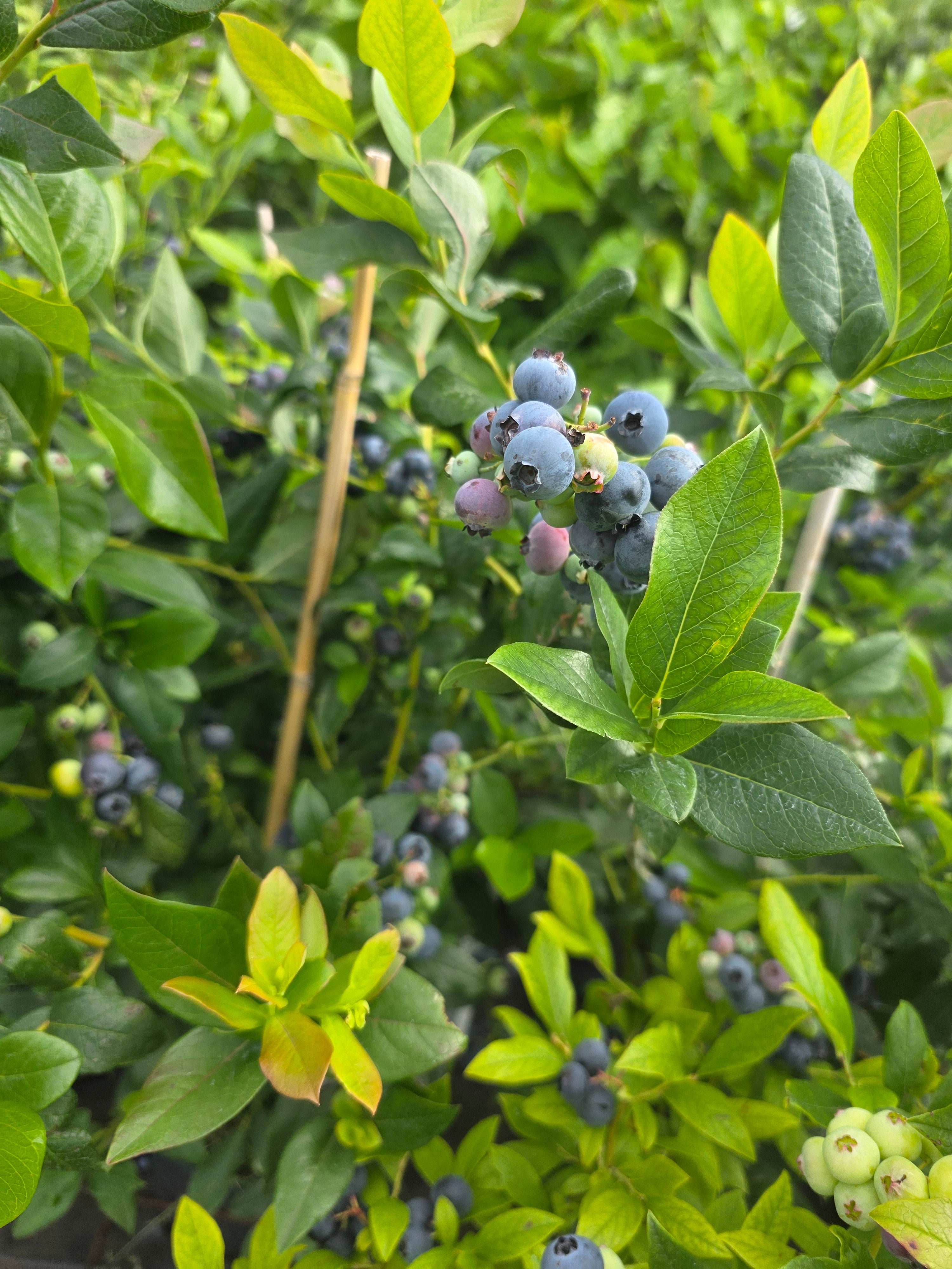 Kulturheidelbeere 'Nelson' - Vaccinium corymb.'Nelson'