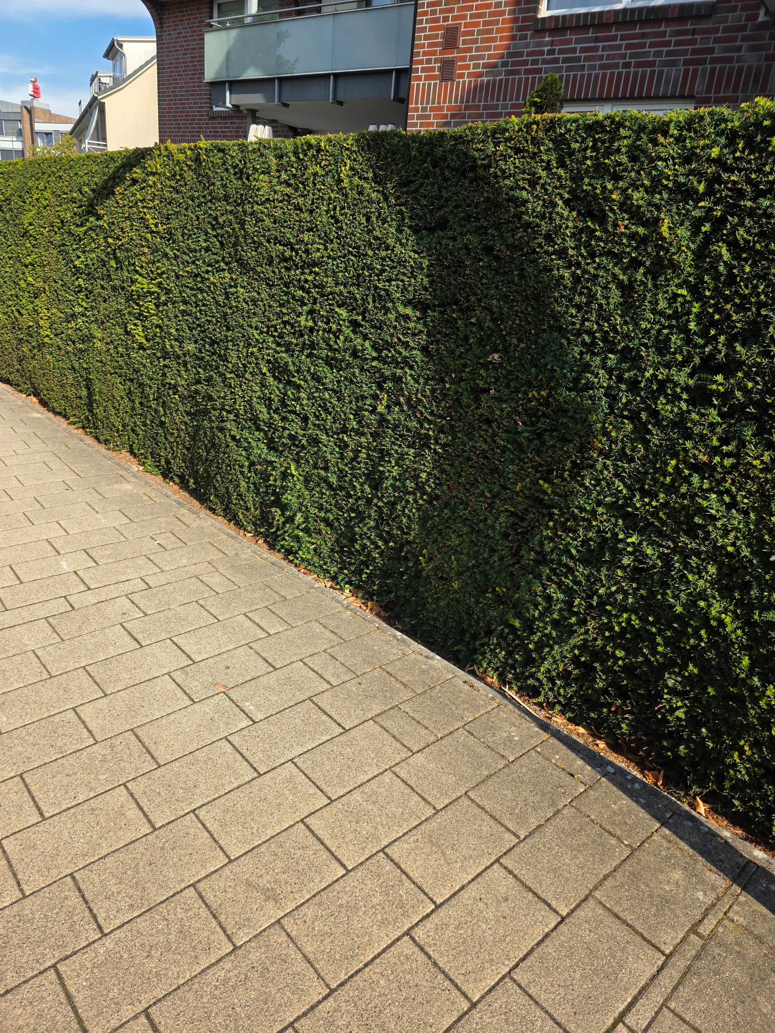 Heimische Eibe - Taxus baccata