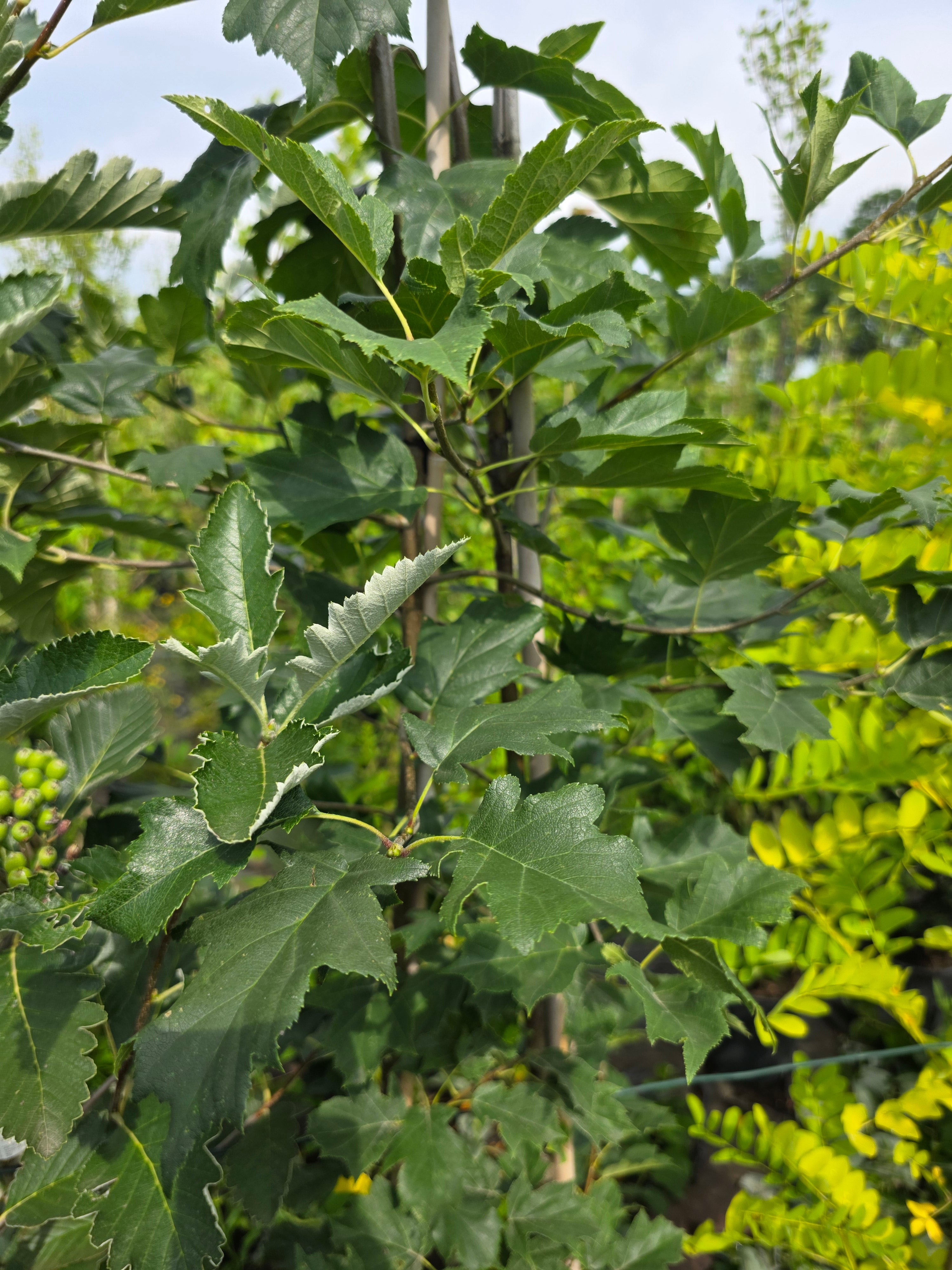Schwedische Mehlbeere - Sorbus intermedia