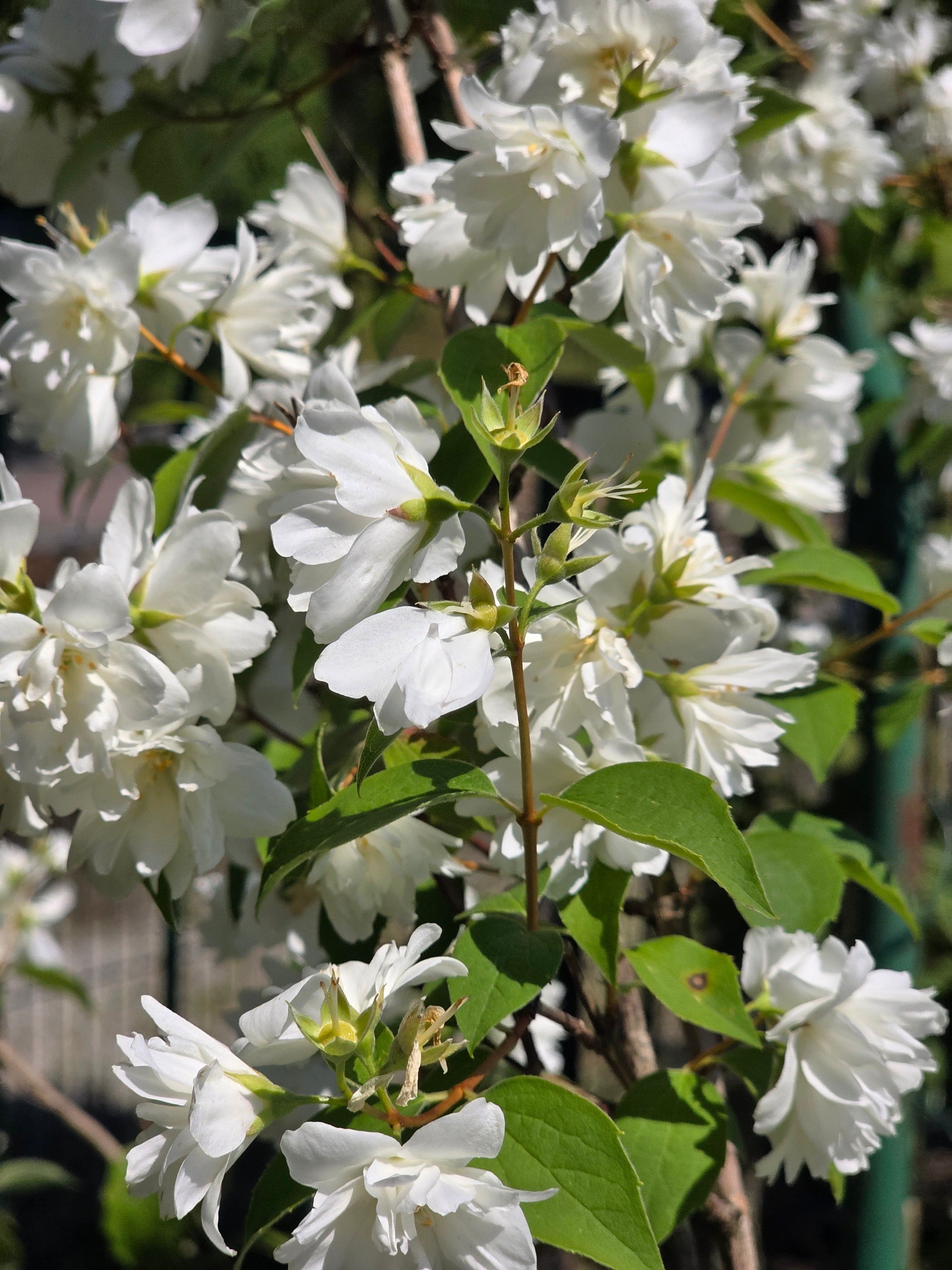 Gefüllter Gartenjasmin - Philadelphus 'Virginal'