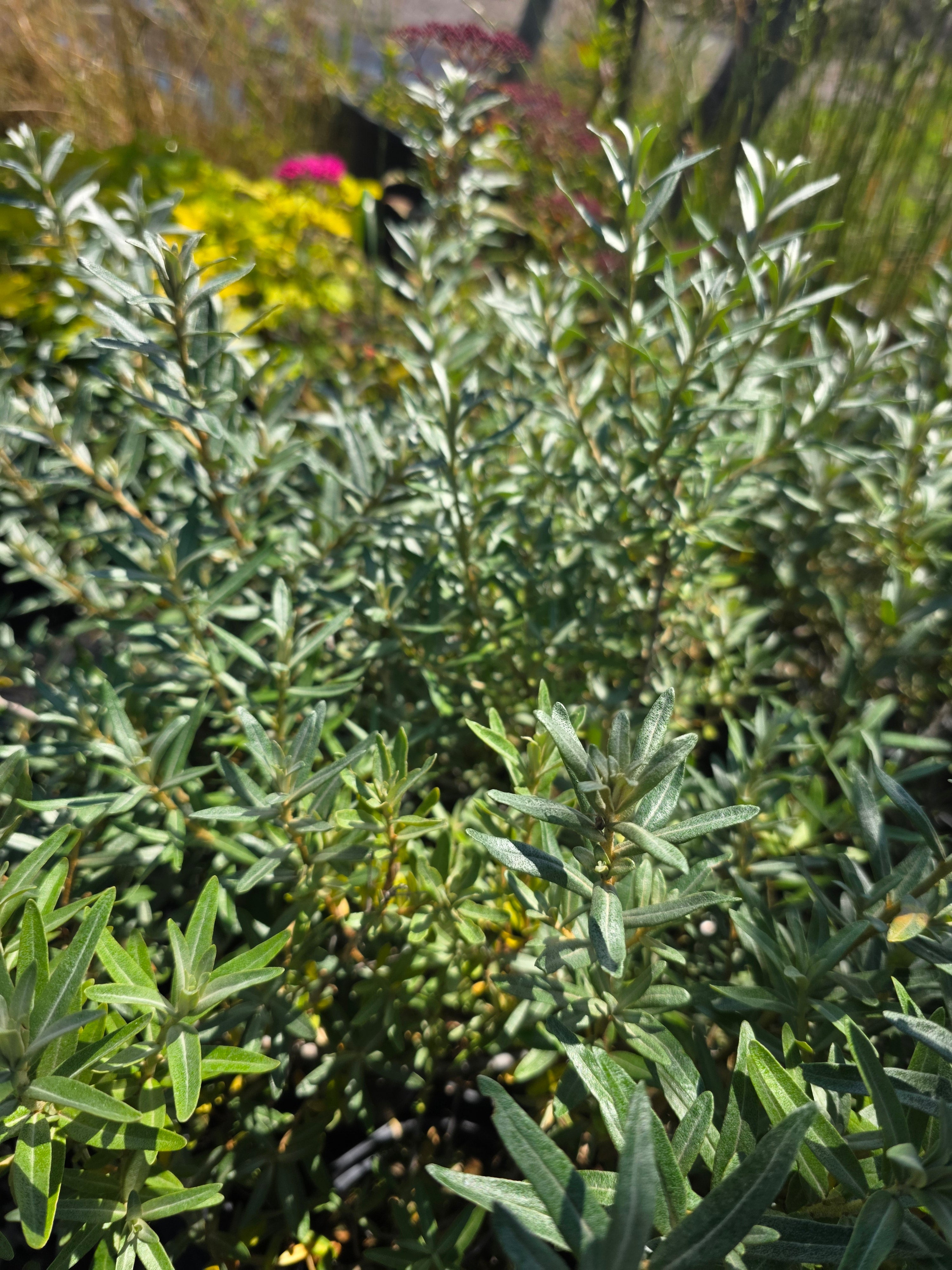 Sanddorn, weibl.'Leikora' - Hippophae rhamnoides 'Leikora'