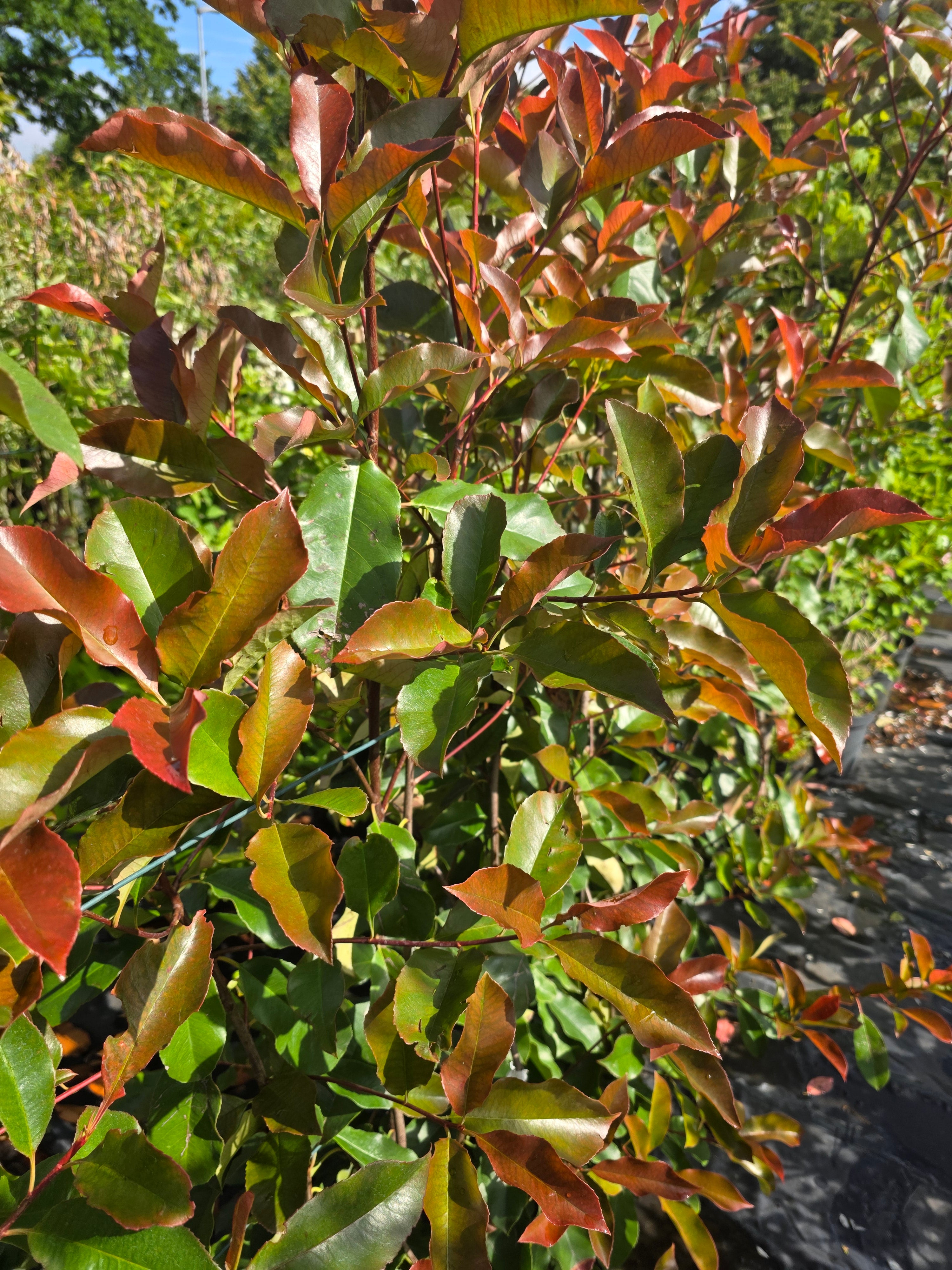Glanzmispel 'Red Robin' - Photinia fraseri 'Red Robin'
