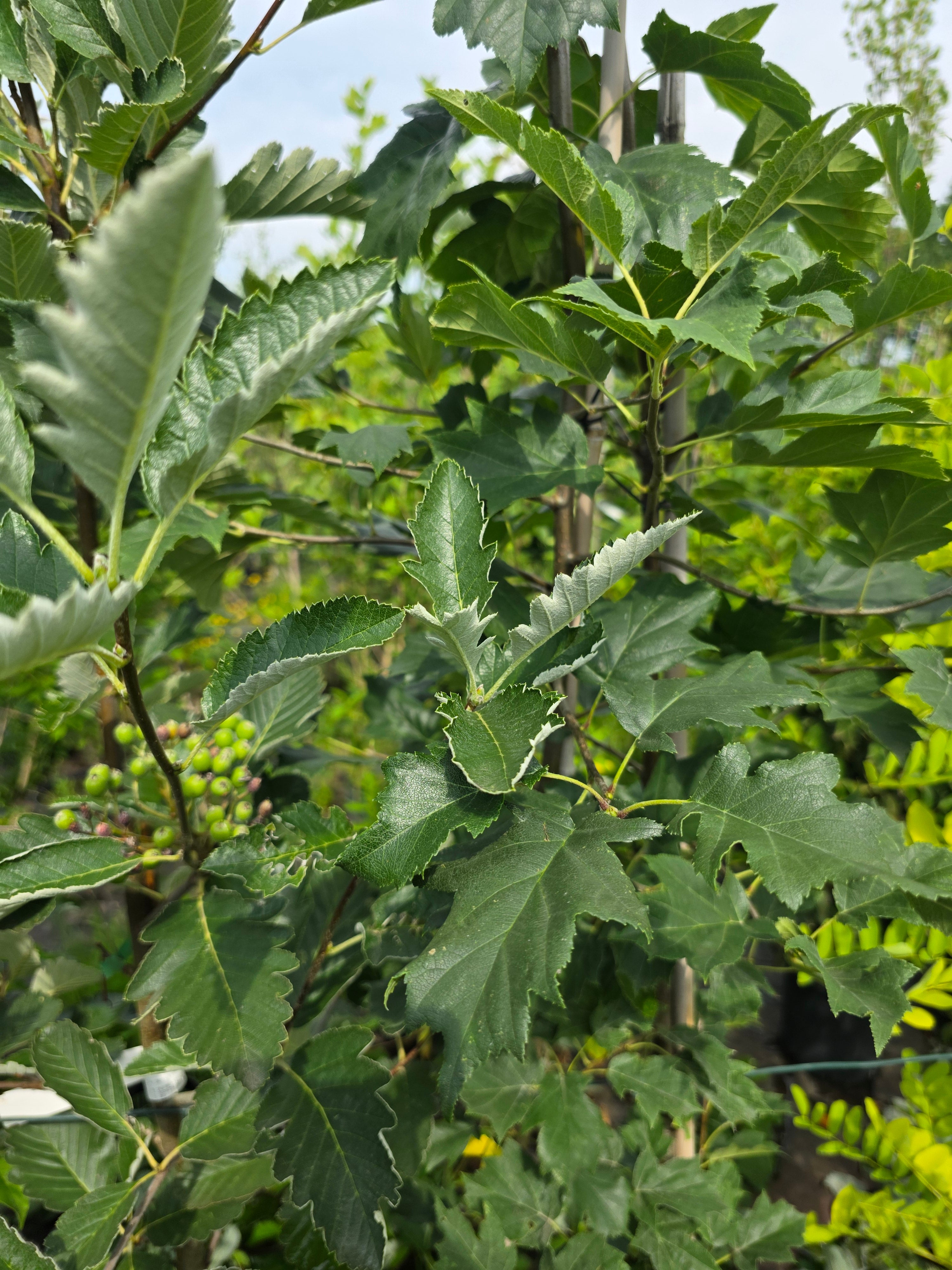 Schwedische Mehlbeere - Sorbus intermedia