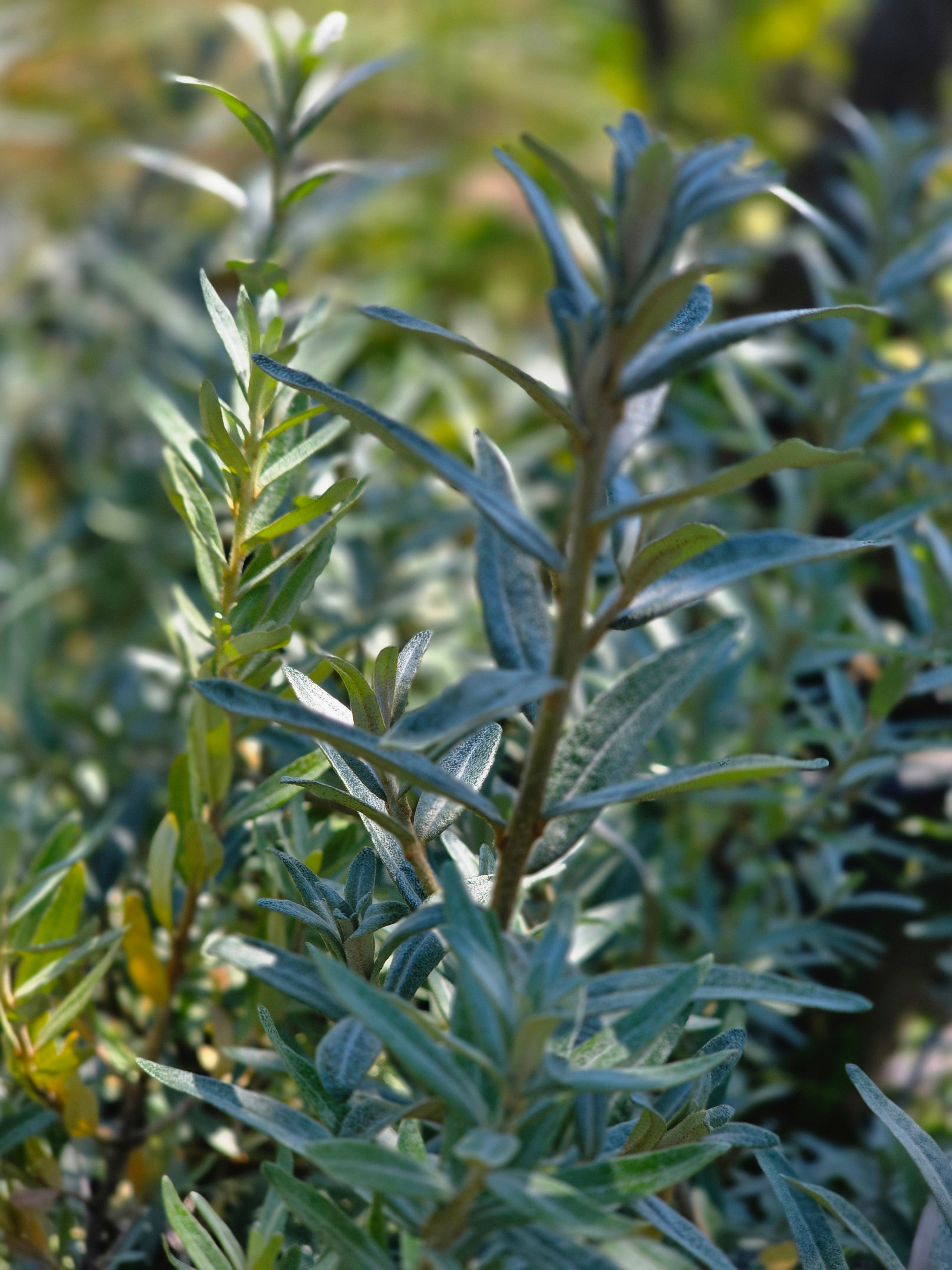 Sanddorn - Hippophae rhamnoides