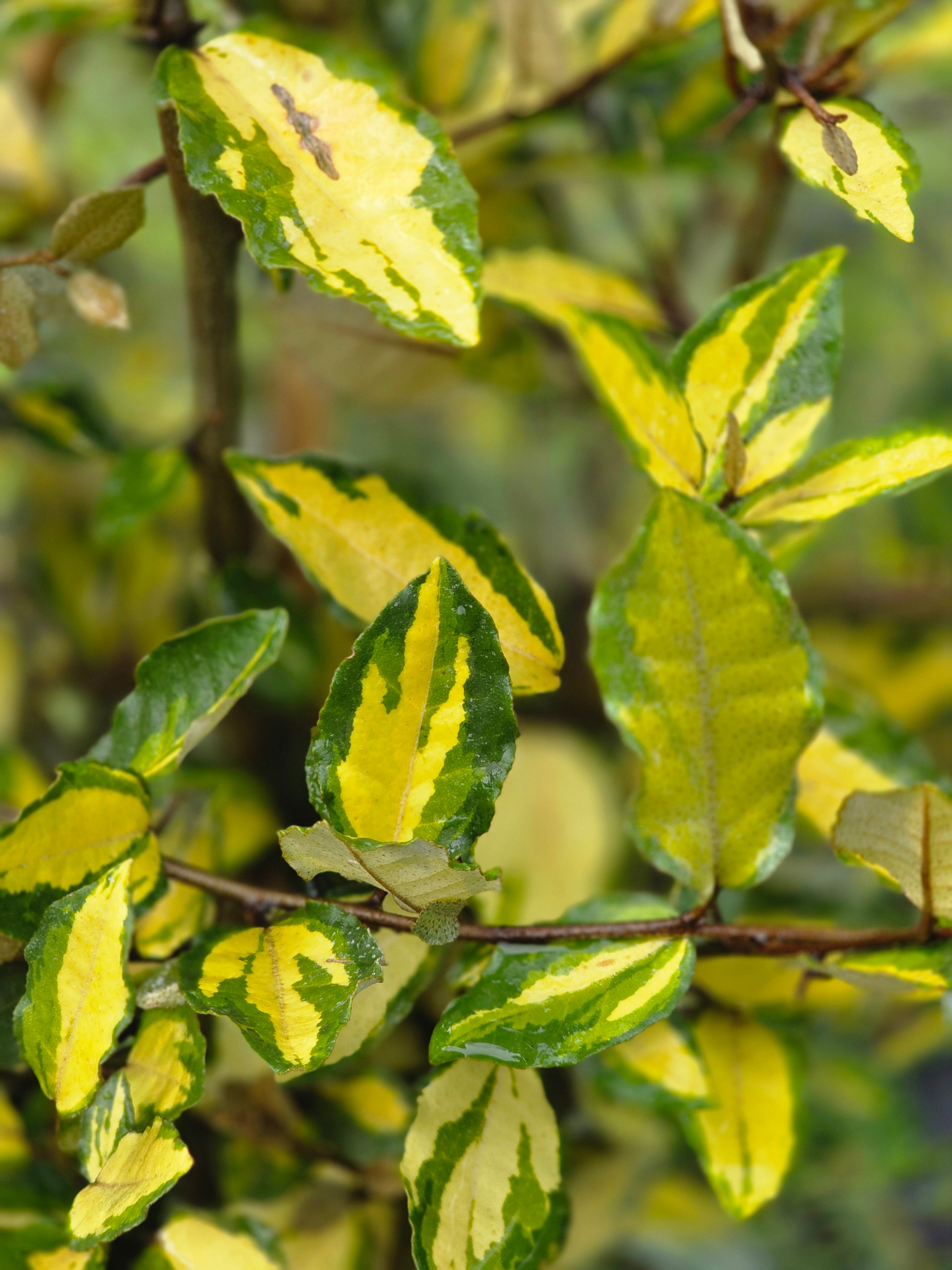 Buntlaubige Ölweide - Elaeagnus pungens 'Maculata'