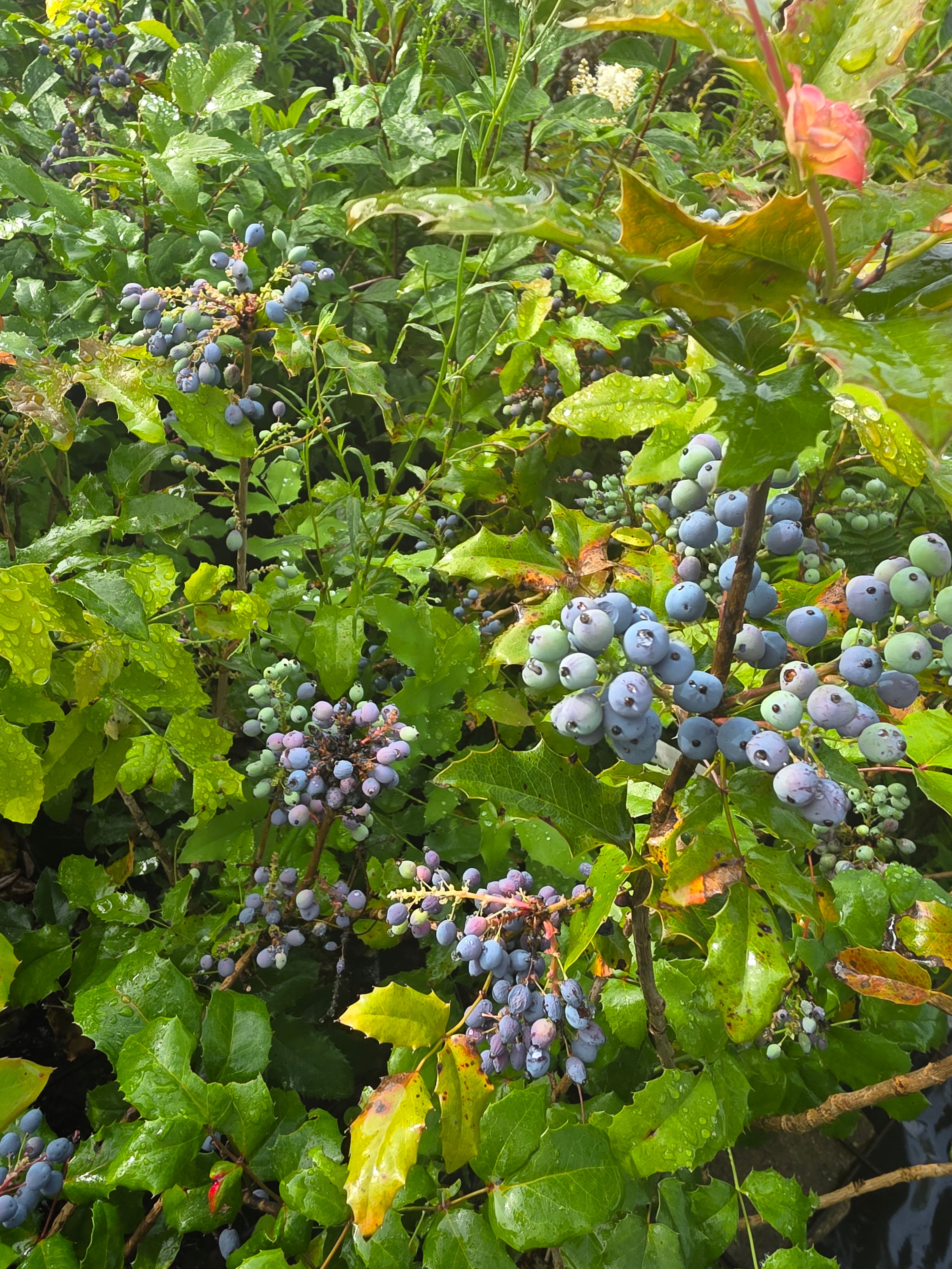 Gewöhnliche Mahonie - Mahonia aquifolium
