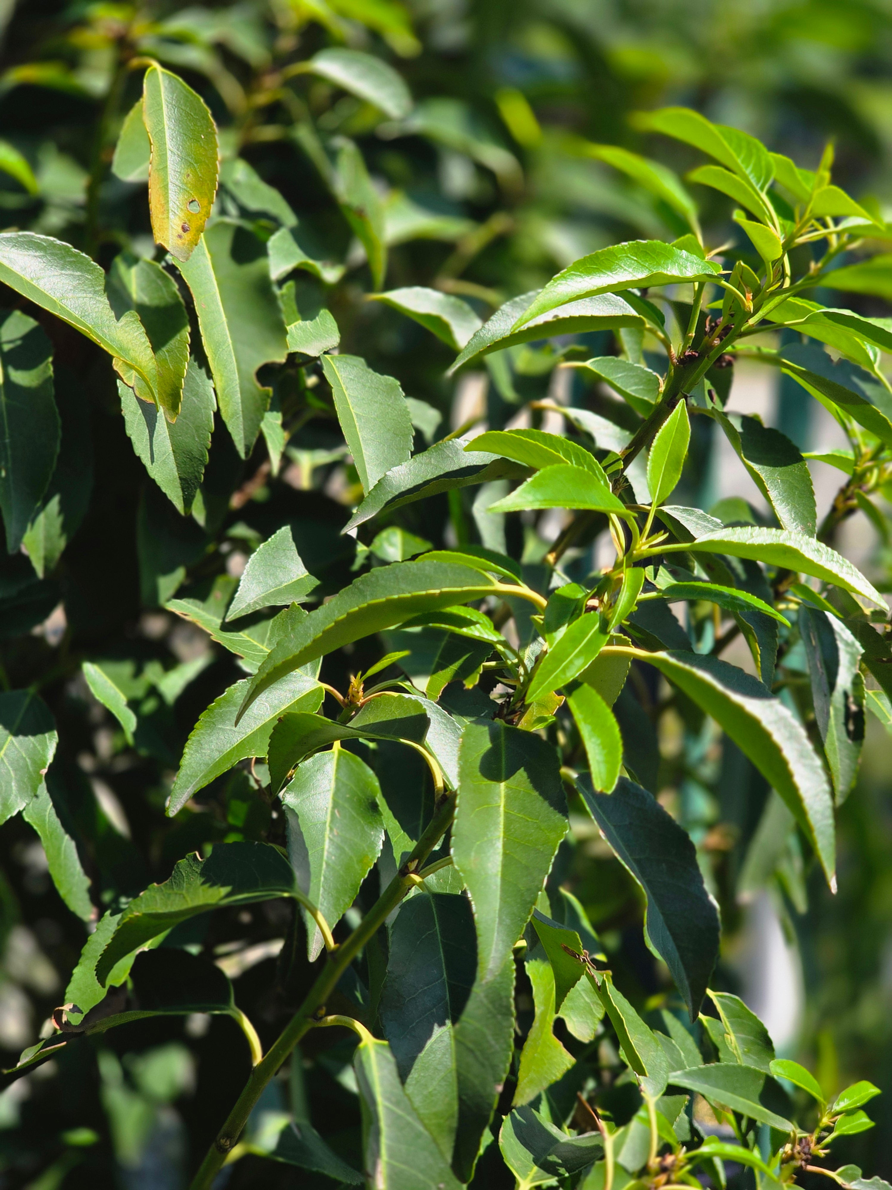 Portug.Lorbeerkirsche 'Angustifolia' - Prunus lusitanica 'Angustifolia'