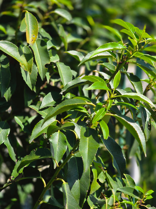 Portug.Lorbeerkirsche 'Angustifolia' - Prunus lusitanica 'Angustifolia'