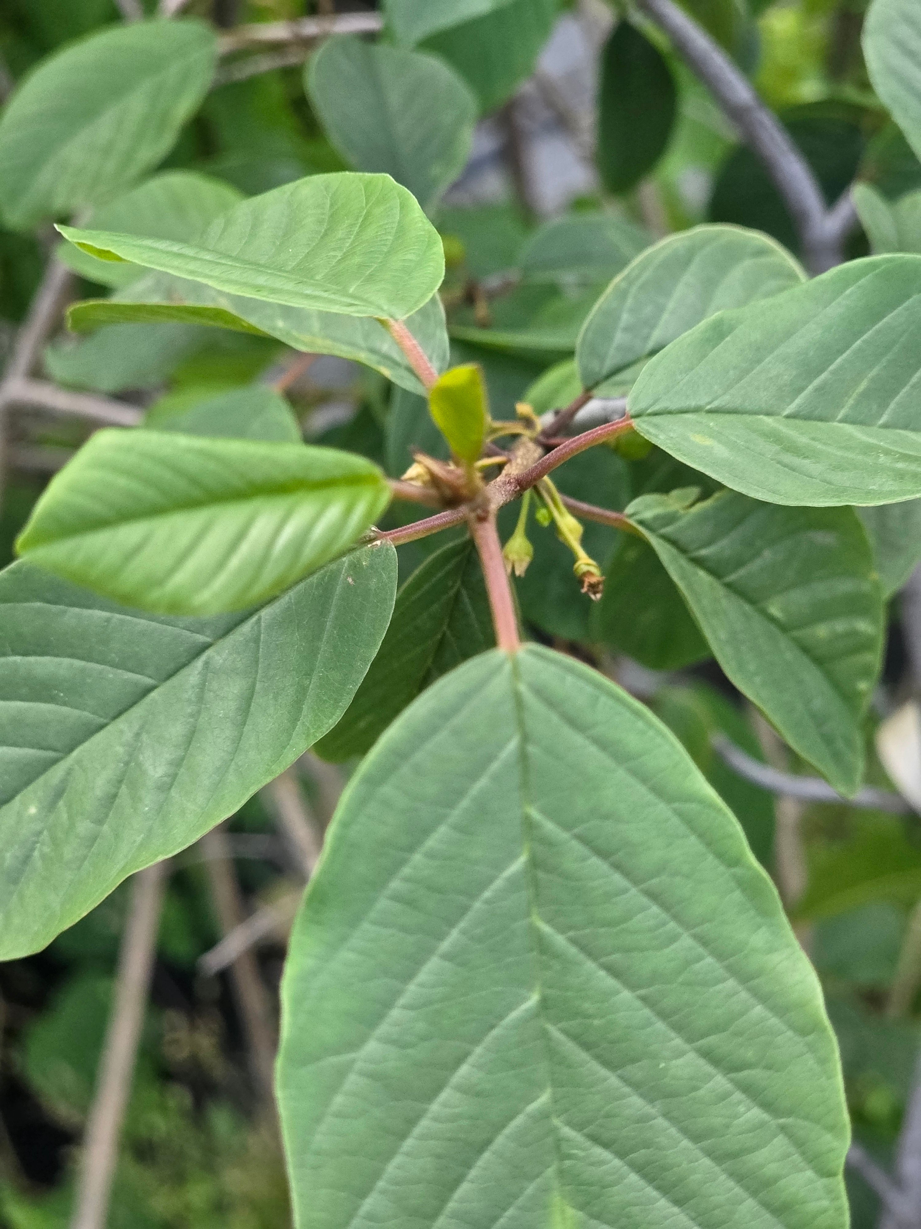 Faulbaum - Rhamnus frangula
