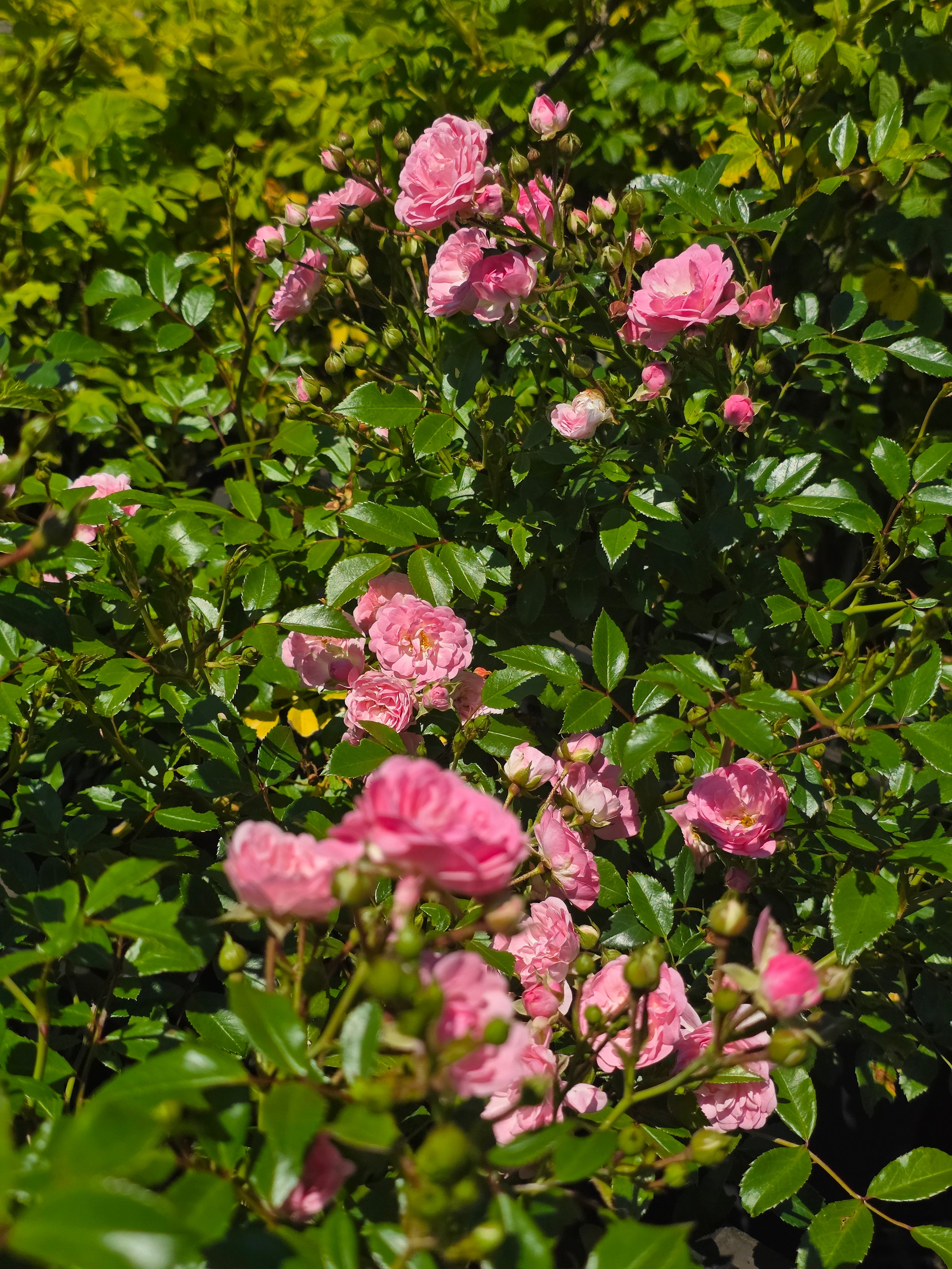 Englische Bodendeckende Rose 'The Fairy' - Rosa 'The Fairy' BDR