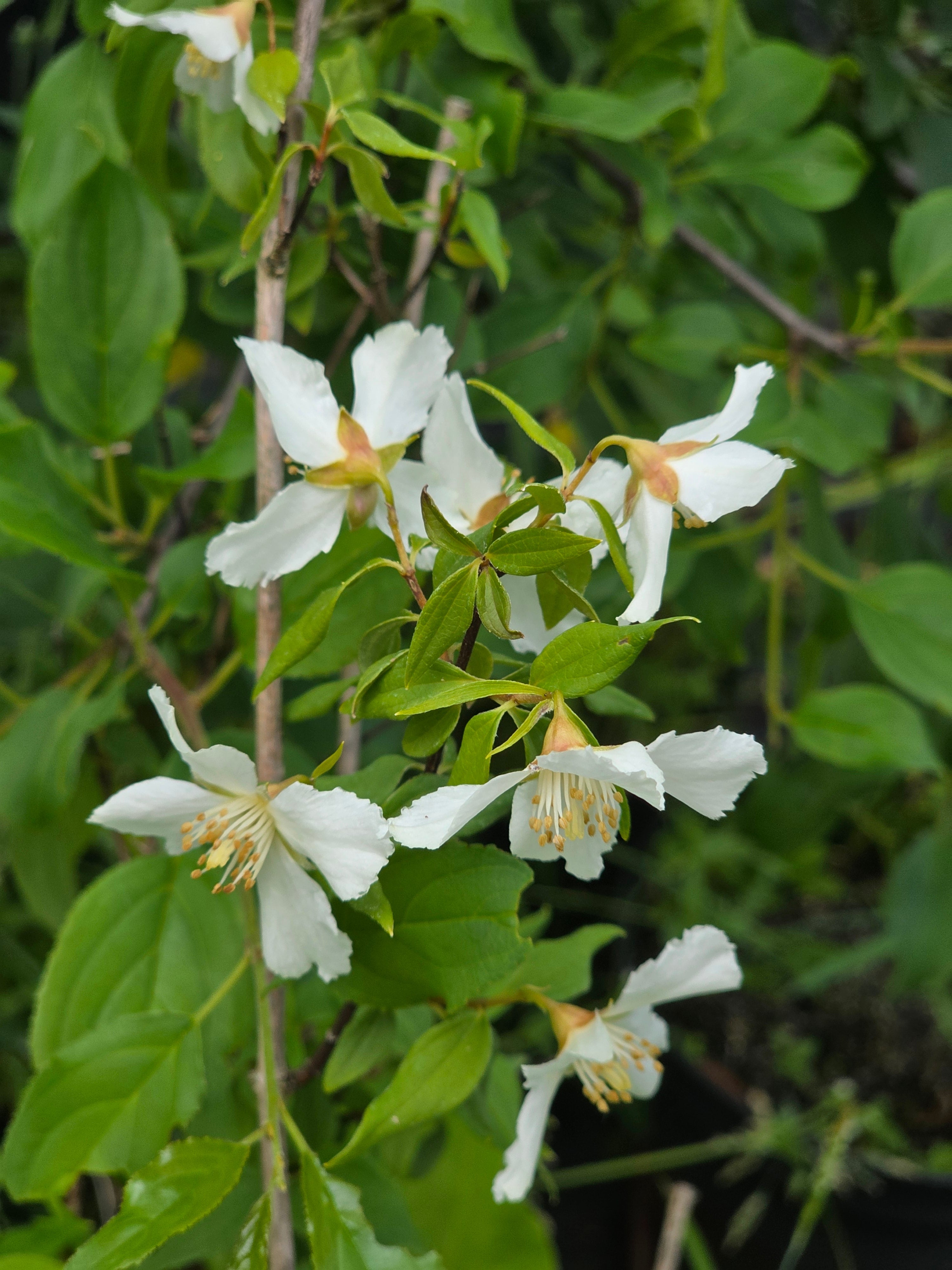 Duftjasmin 'Erectus' - Philadelphus 'Erectus'