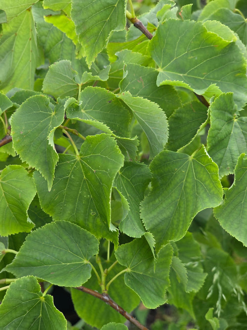 Winterlinde - Tilia cordata