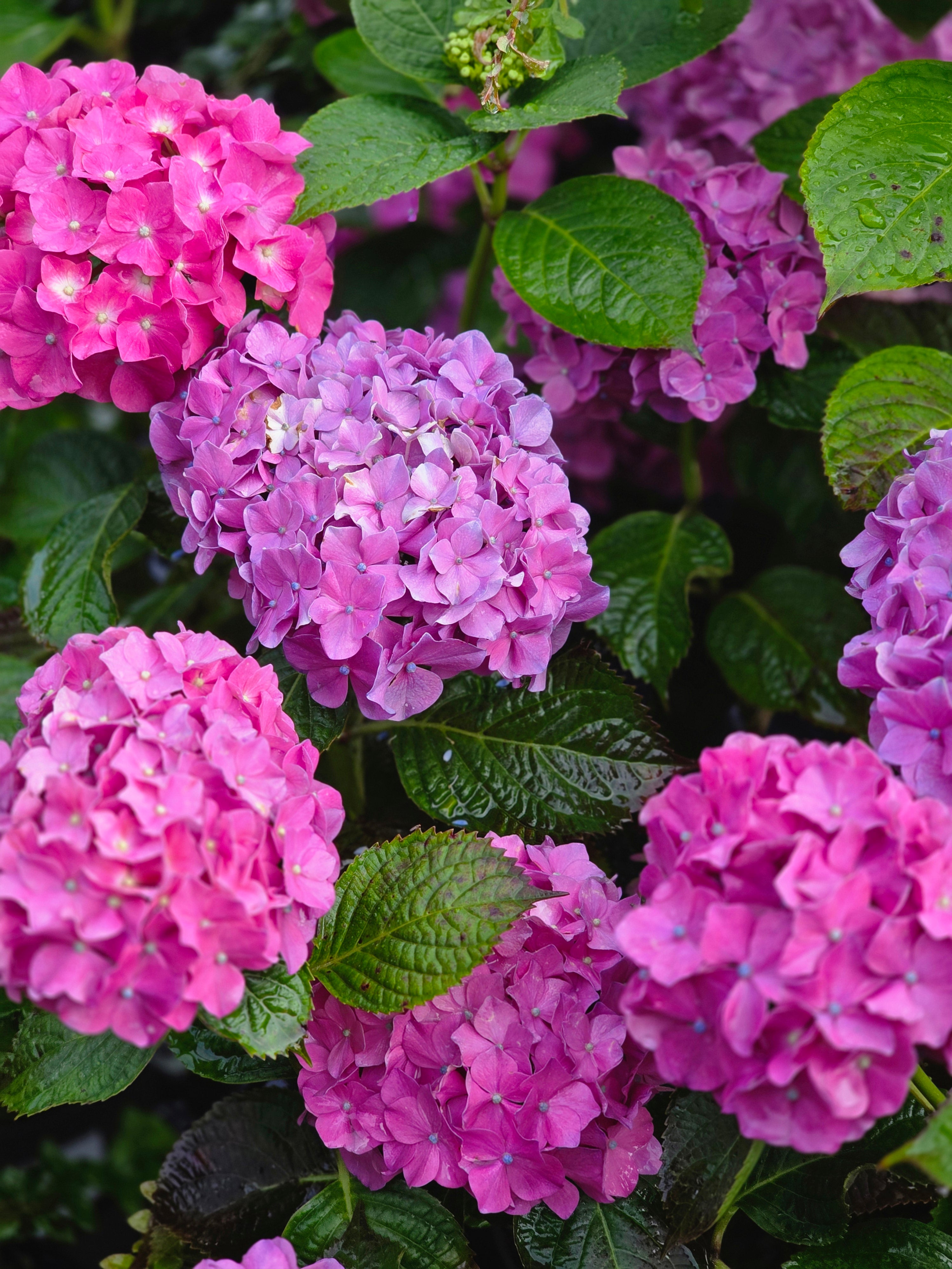 Bauernhortensie 'Bouquet Rose' - Hydrangea macrophylla 'Bouquet Rose'