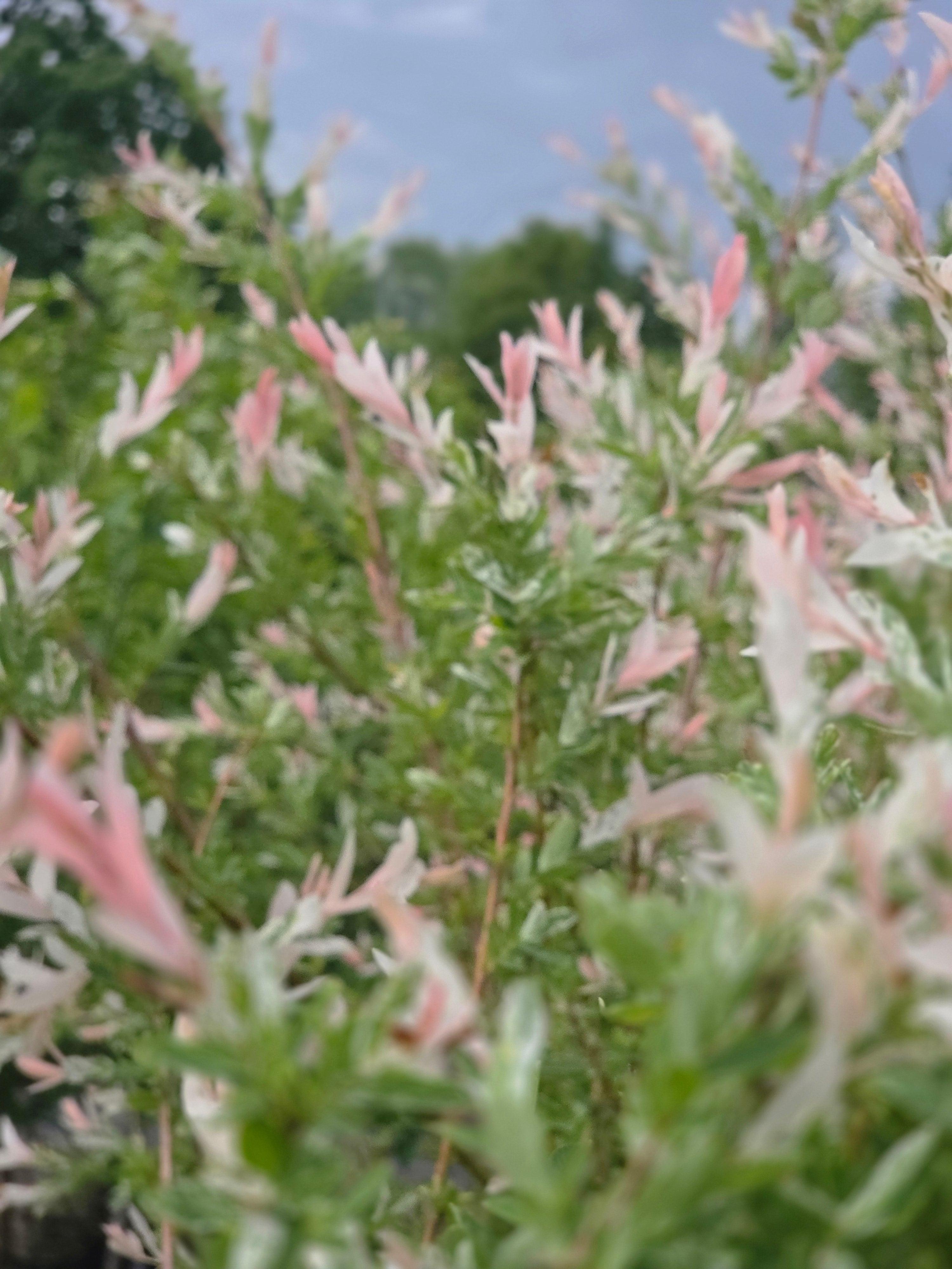 Zierweide 'Hakuro Nishiki' / Harlekinweide - Salix integra 'Hakuro Nishiki'