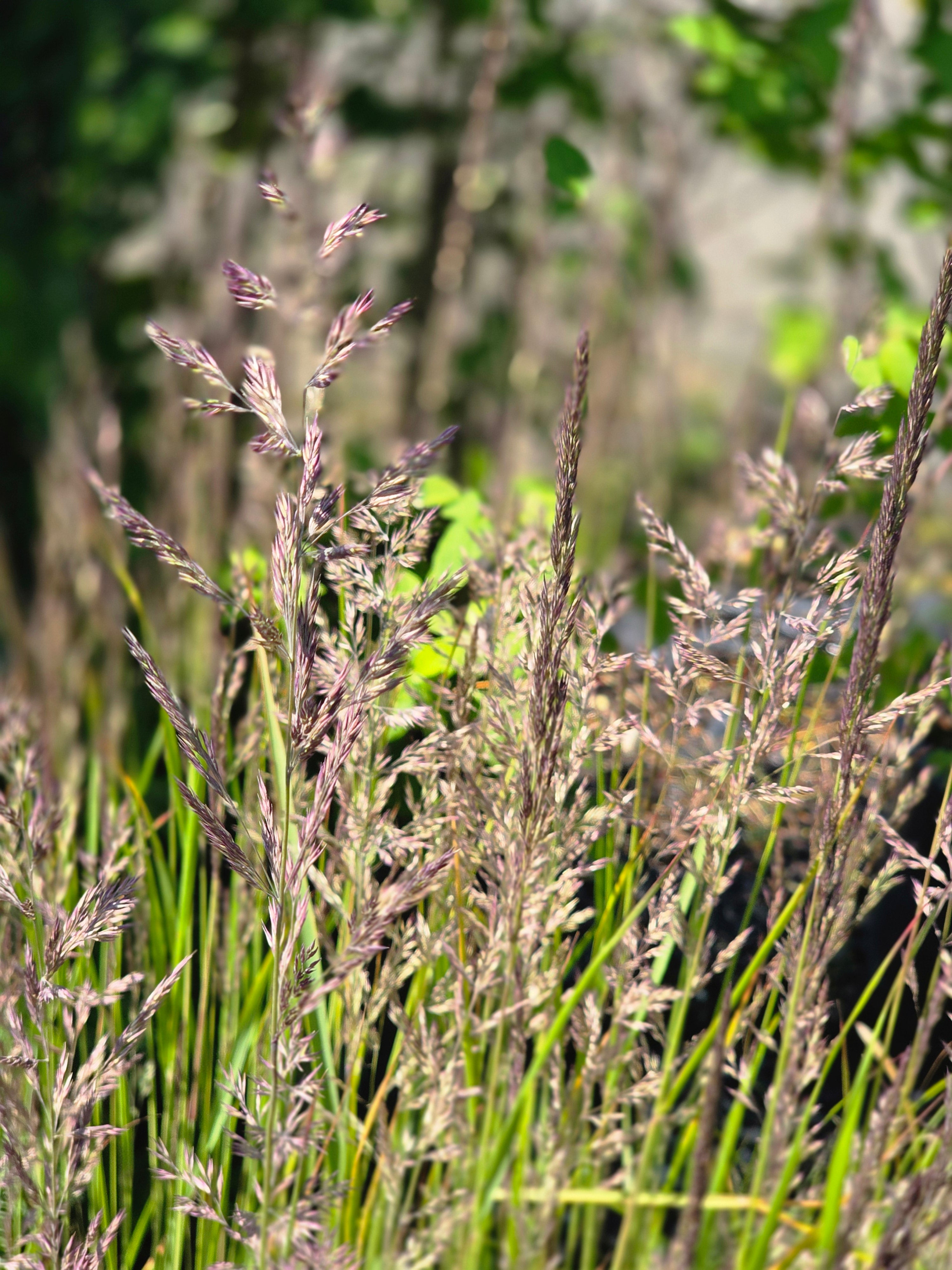 Garten-Reitgras  Karl Foerster - Calamagrostis x acutiflora 'Karl Foerster'
