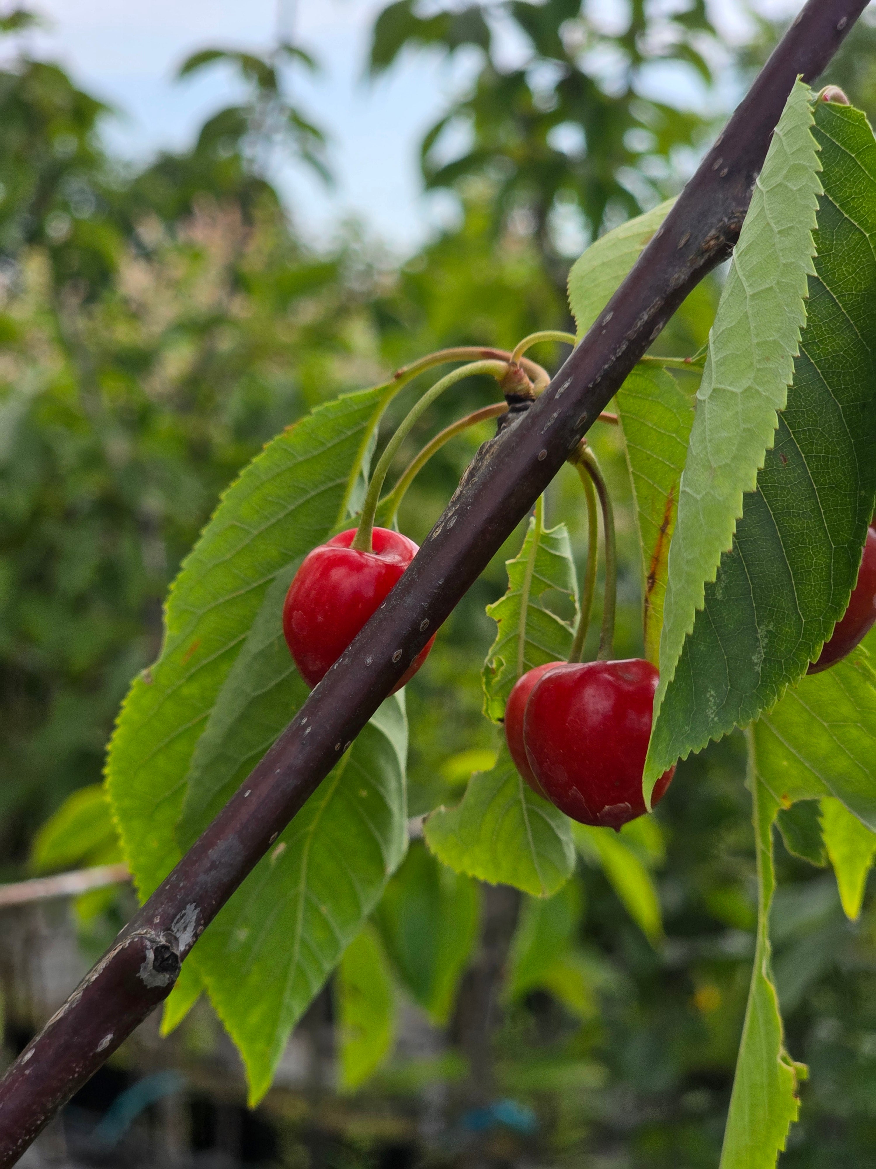 Süßkirsche 'Schneiders Späte Knorpel' 6.KW - Prunus avium 'Schn. Späte Knorpelkir.' CAC