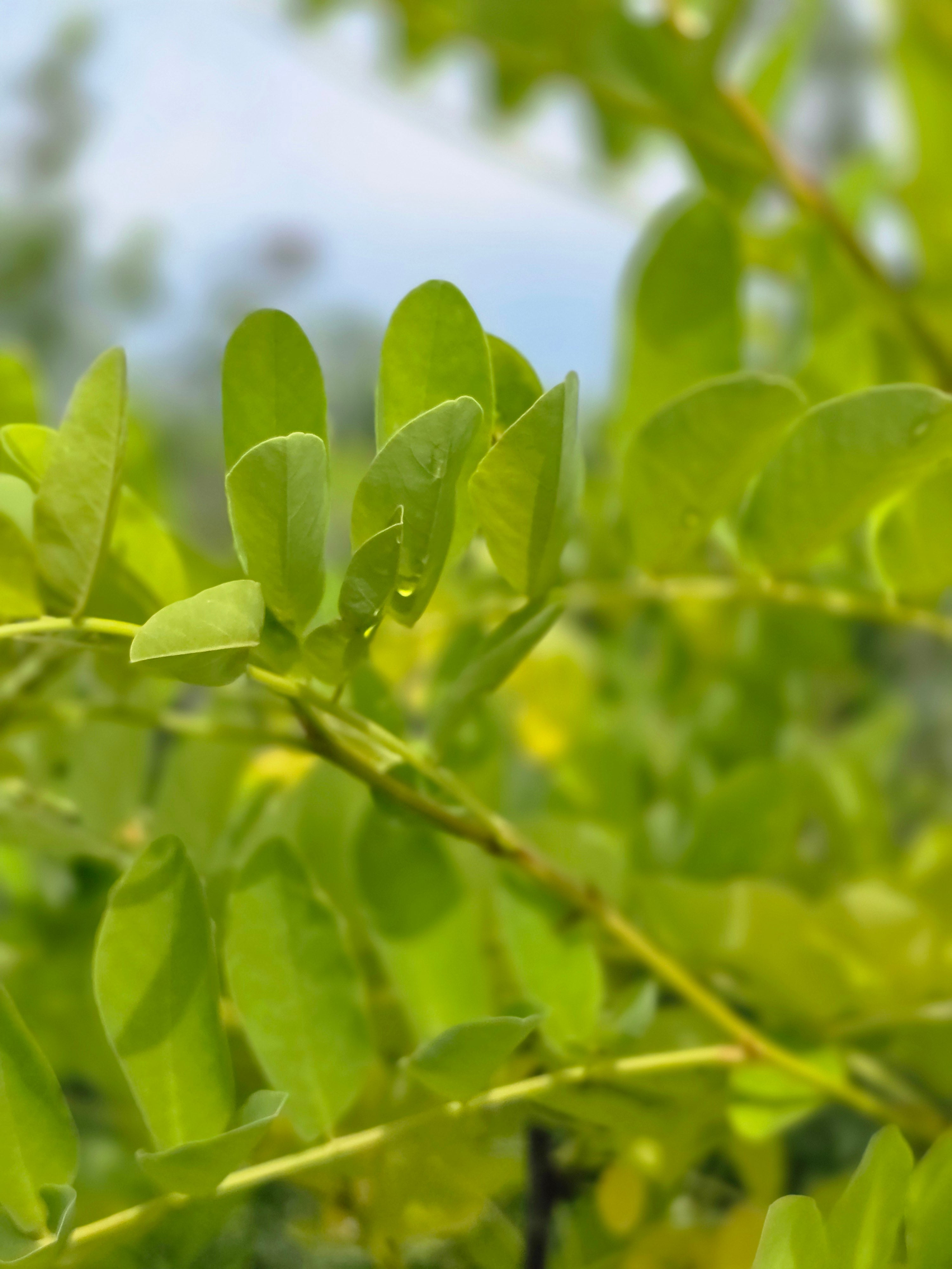 Goldakazie 'Frisia' - Robinia pseudoac.'Frisia'